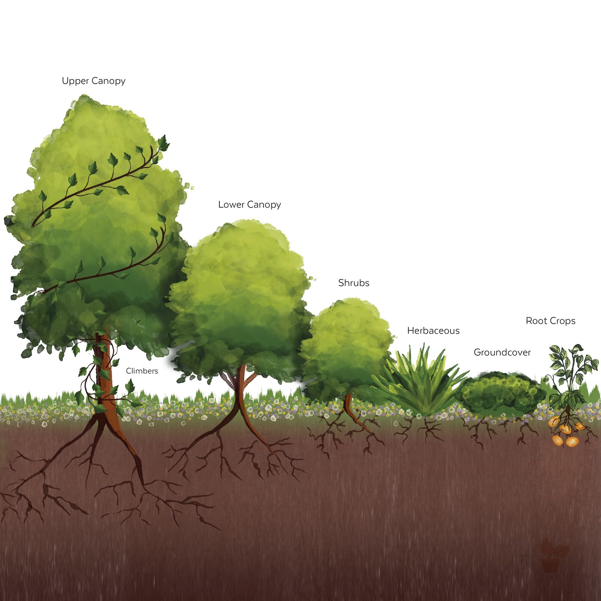 Illustrated cross-section showing canopy, shrub, herb, and root layers of a food forest system