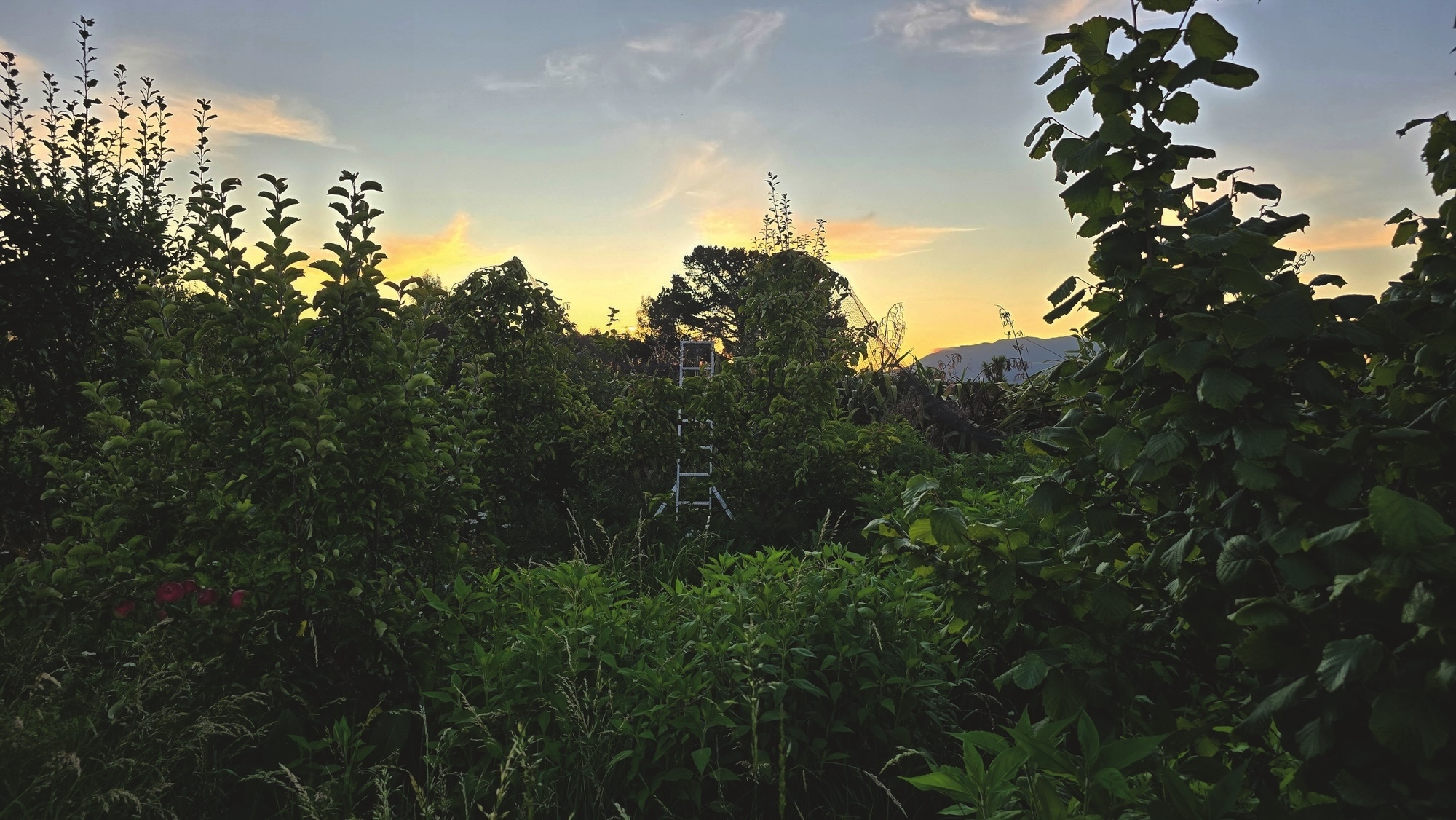 Sunset view over trees and foliage in garde