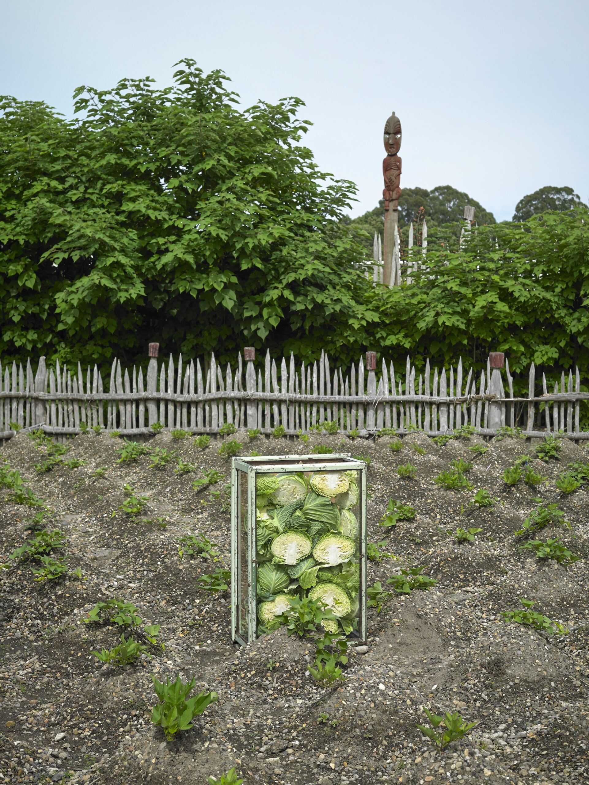 Kūmara and Cabbage, Te Parapara, Hamilton Gardens, 2019 Kūmara and Cabbage, Te Parapara, Hamilton Gardens, 2019