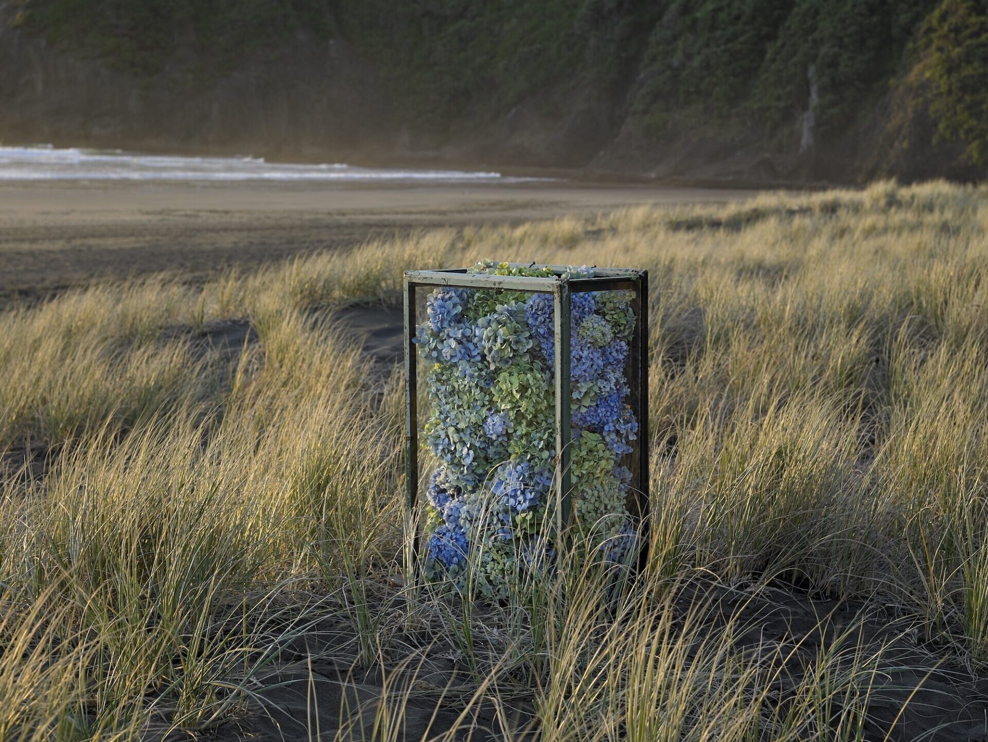 Hydrangea art installation growing in dunes on New Zealand coastal setting