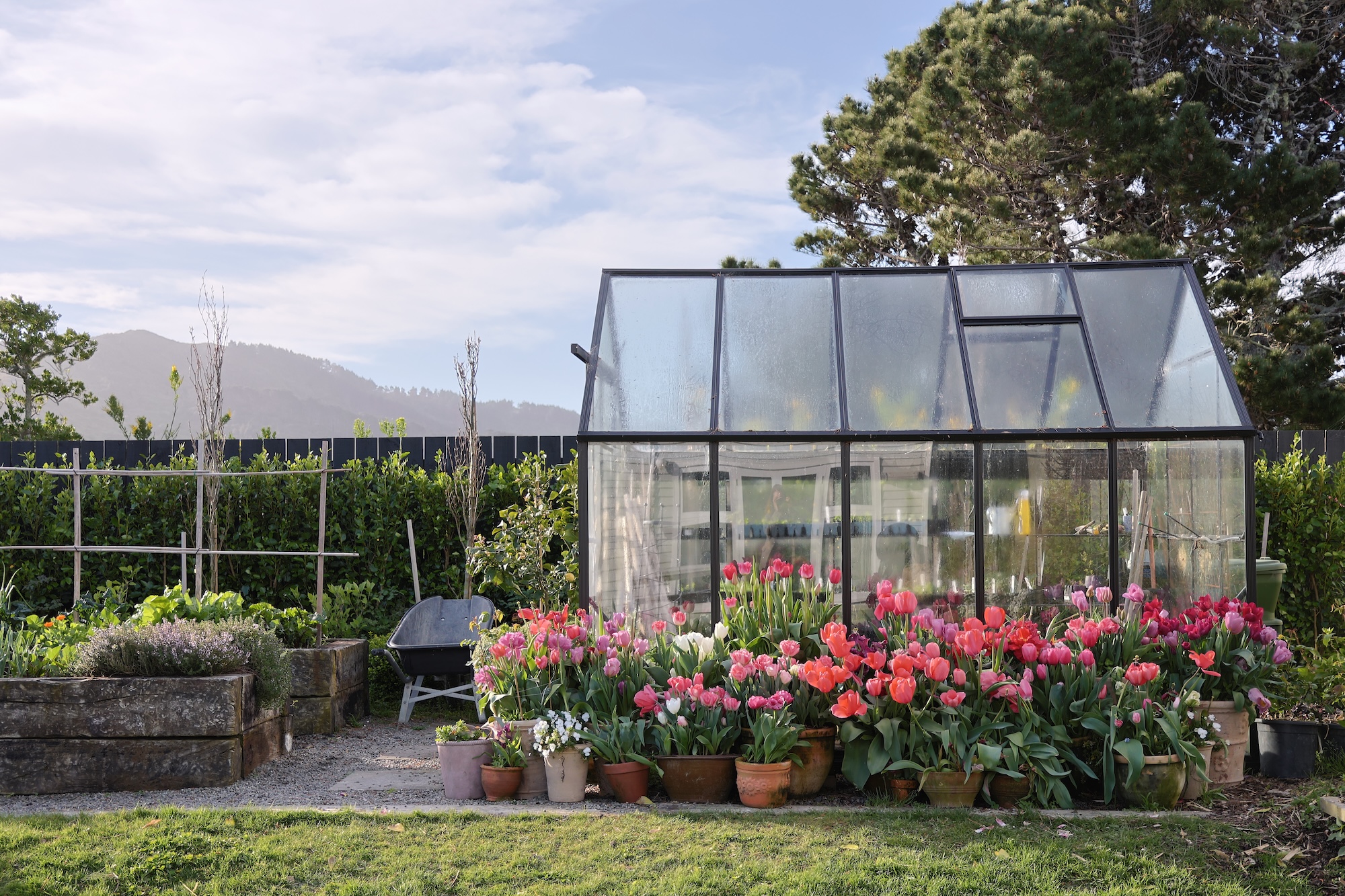 Glasshouse surrounded by pots of tulips in bloom