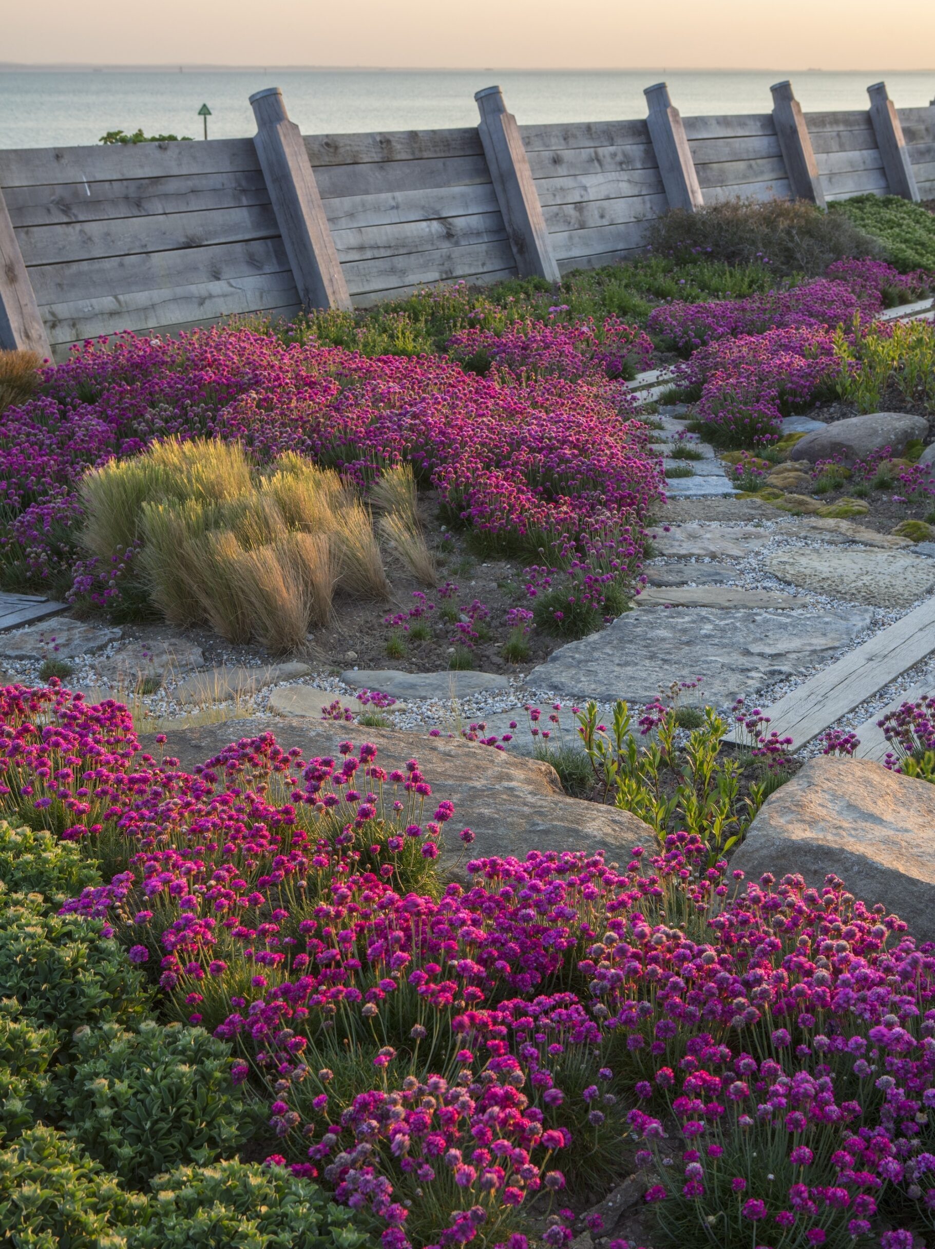 Stone pathway lined with coastal pink flowers