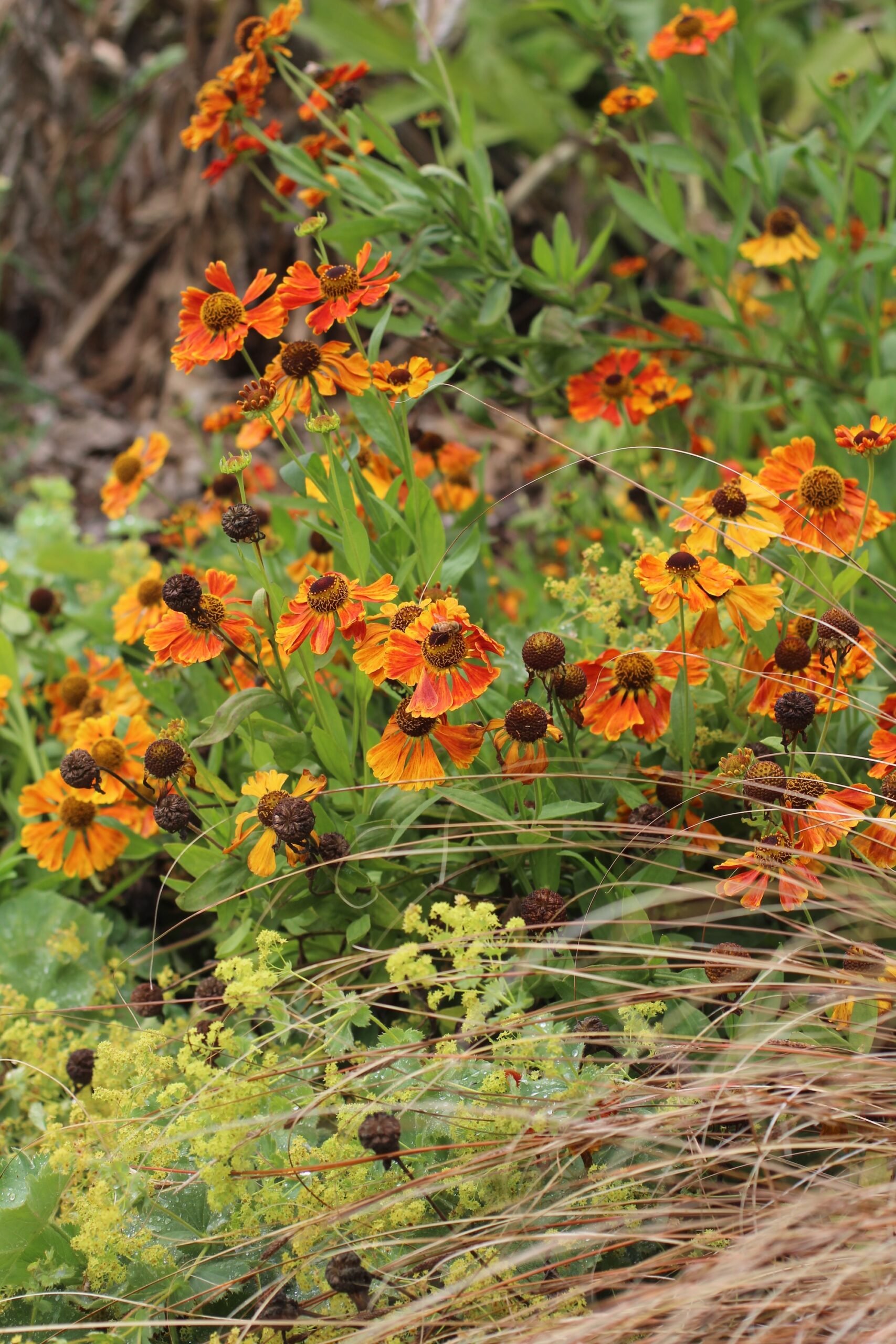 Alchemilla mollis (lady’s mantle) and Helenium planting combination 2