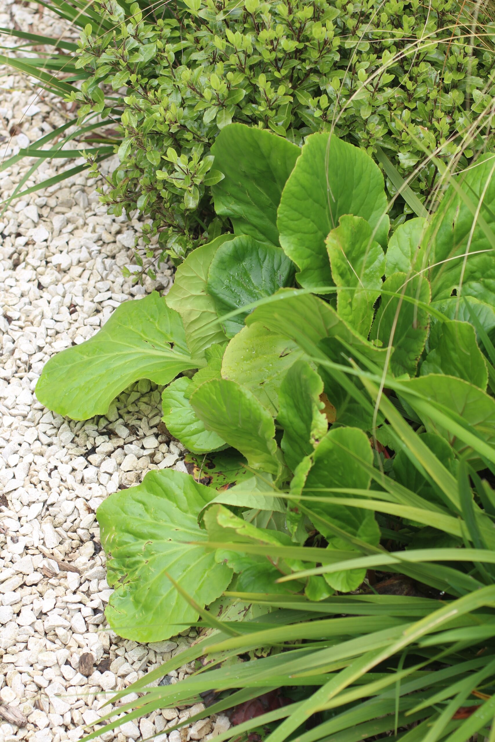 Copy of Bergenia at front of border 666