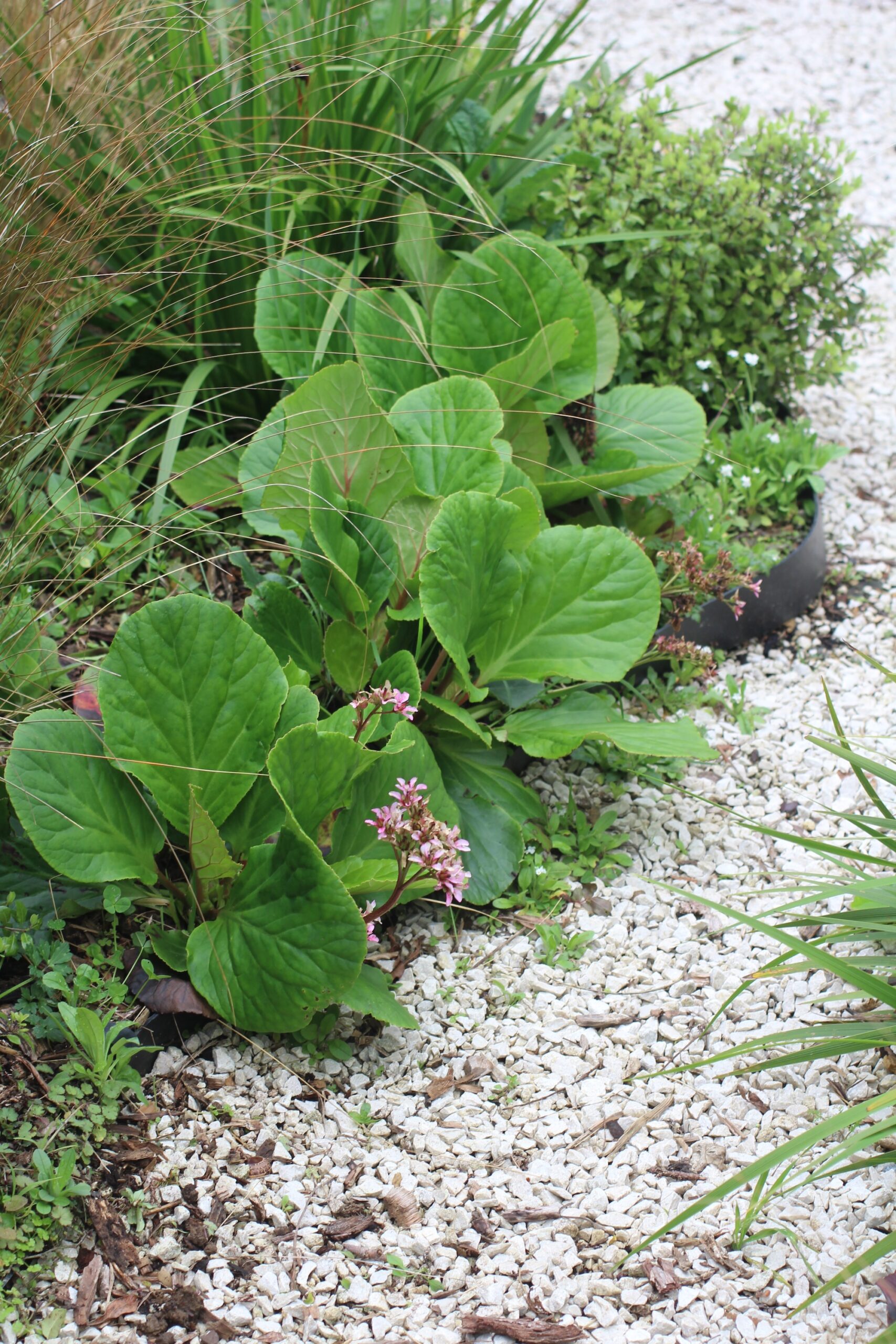 Bergenia 5