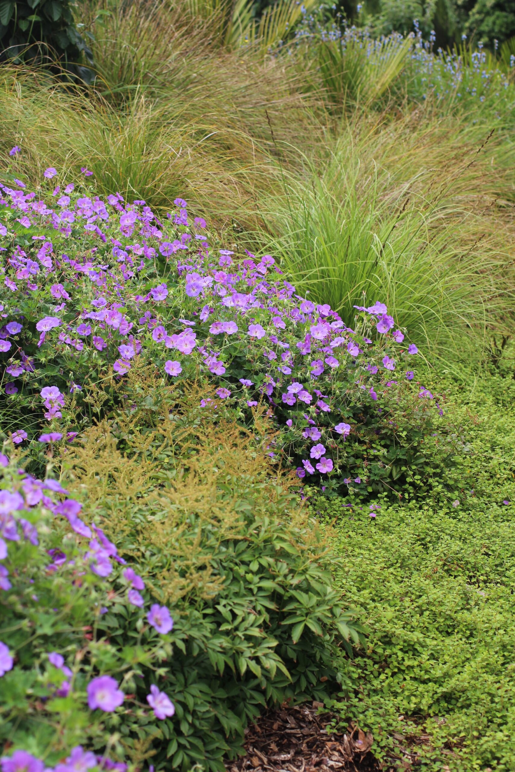 Vibrant wildflowers growing among tall grasses in a naturalistic garden landscape