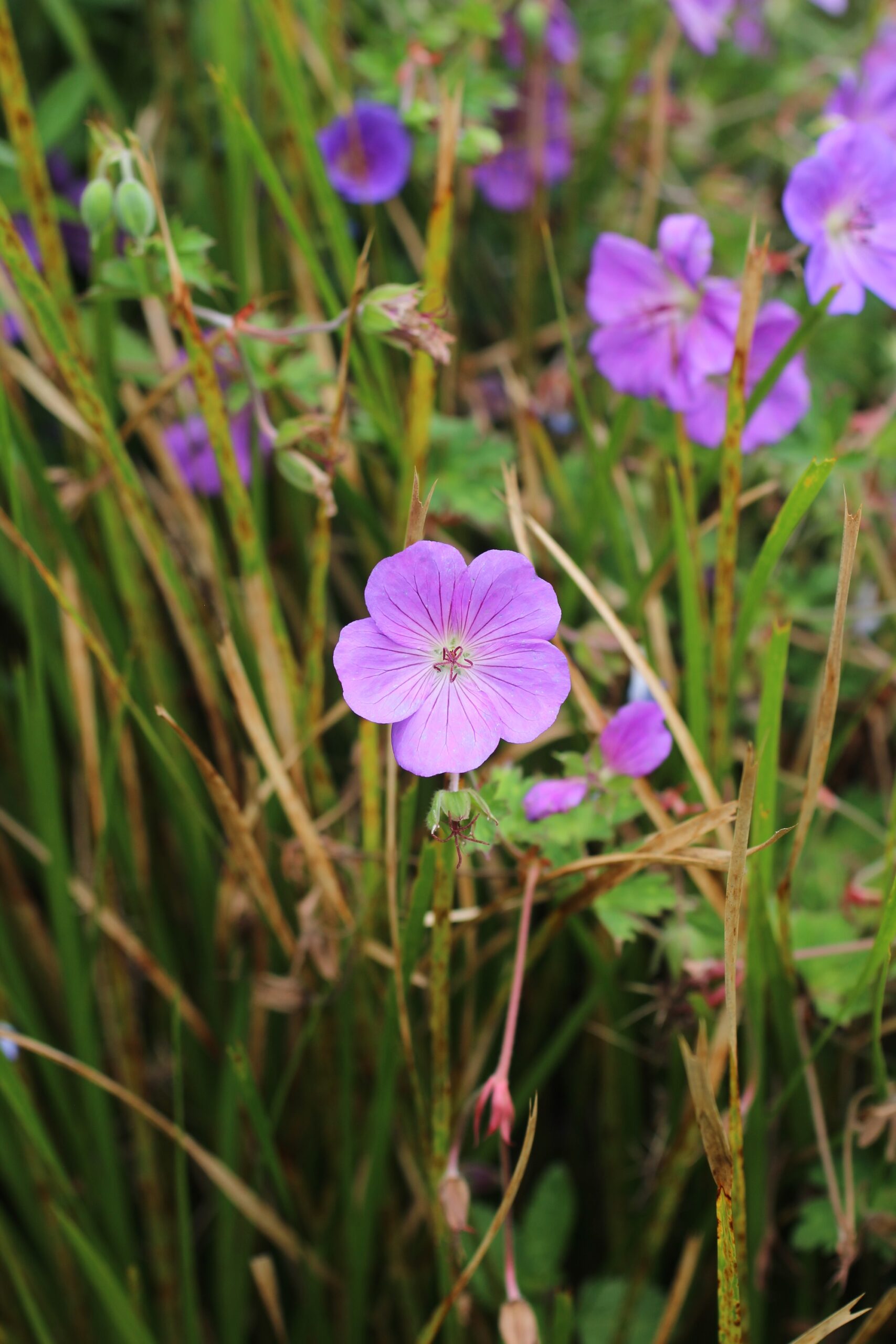 Cranesbill Geranium (Rozanne)