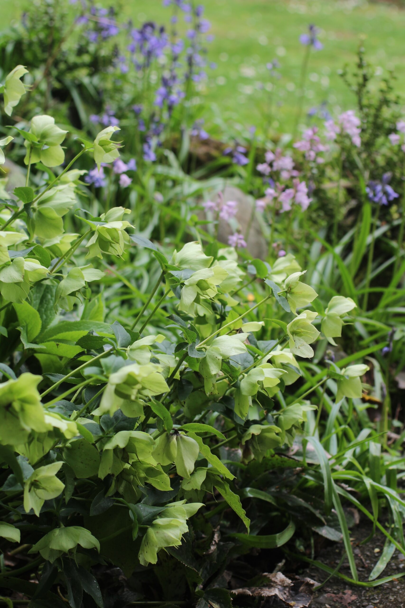 Hellebores combined with Bluebells Hellebores combined with Bluebells
