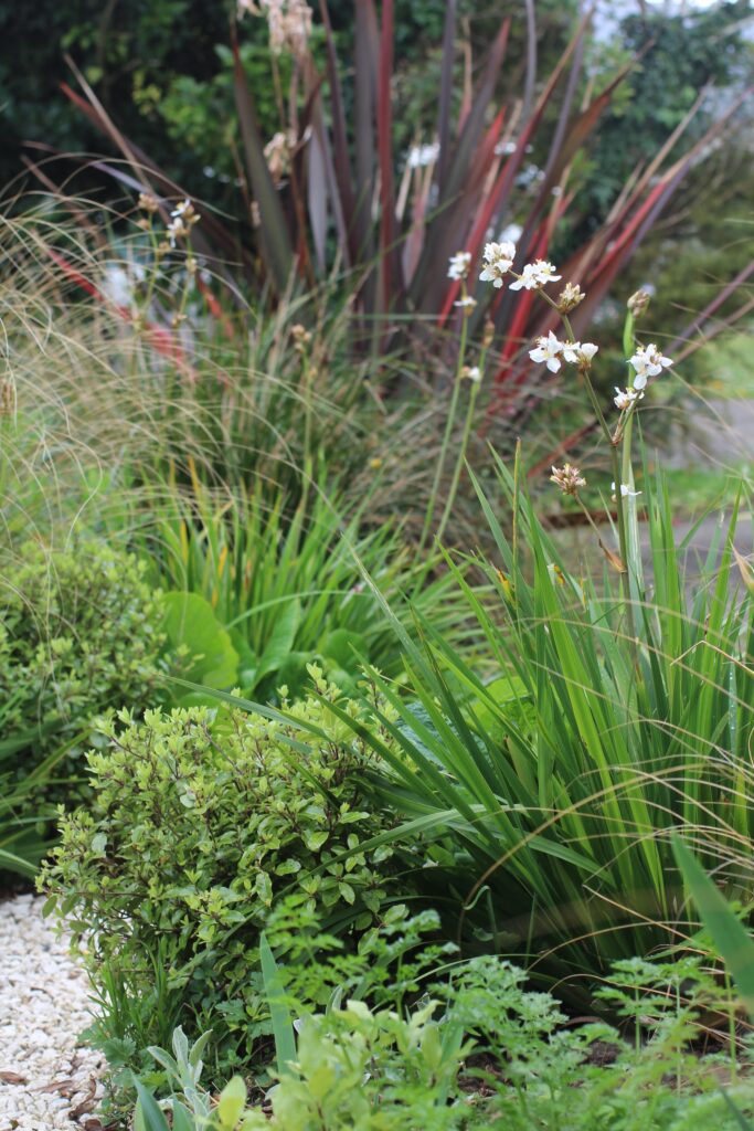 Libertia formosa
