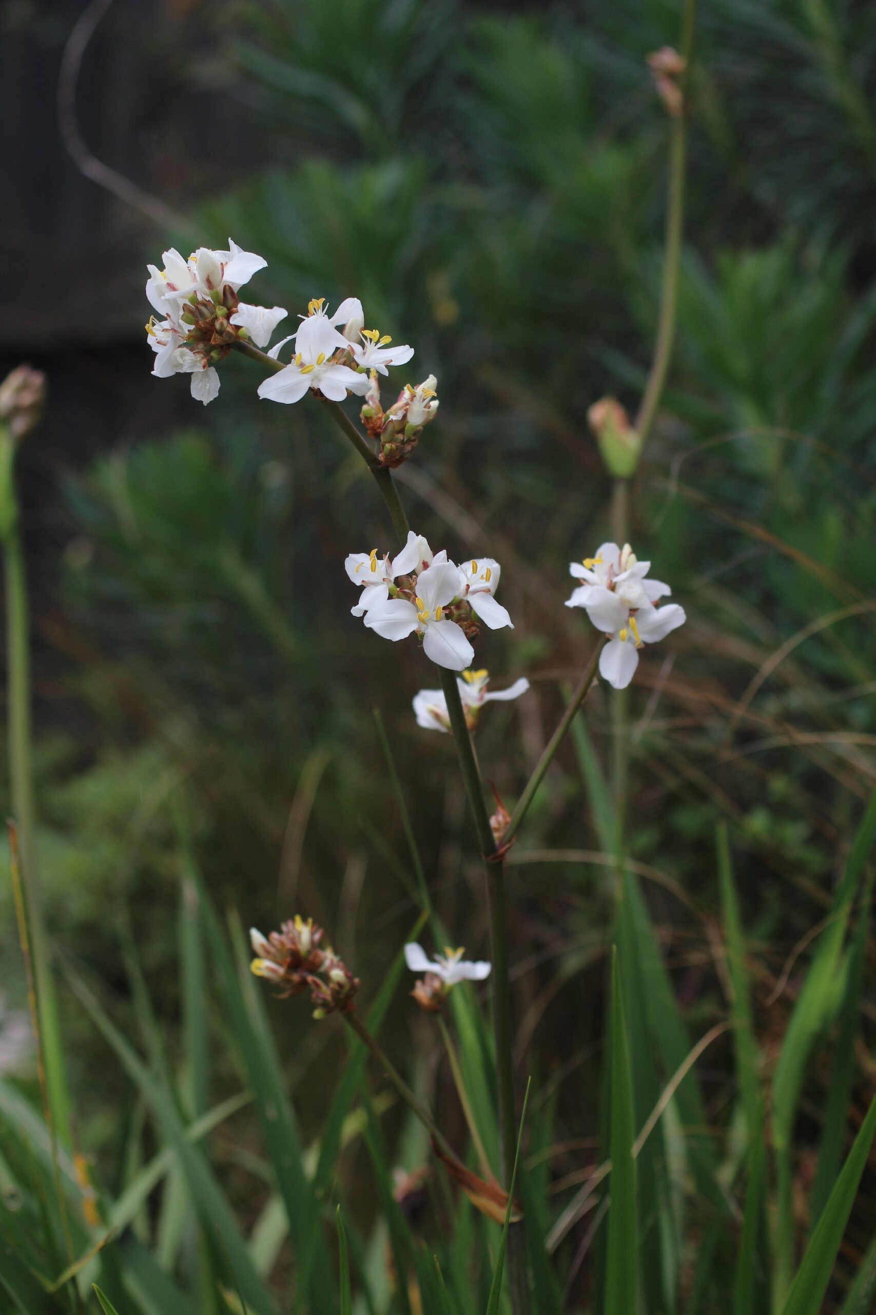 Libertia formosa blossom 3