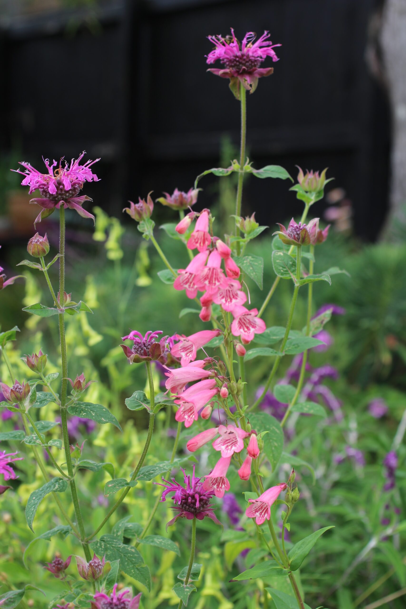 Copy of Penstemon _Appleblossom_, Monarda and Nicotiana planting combination 9