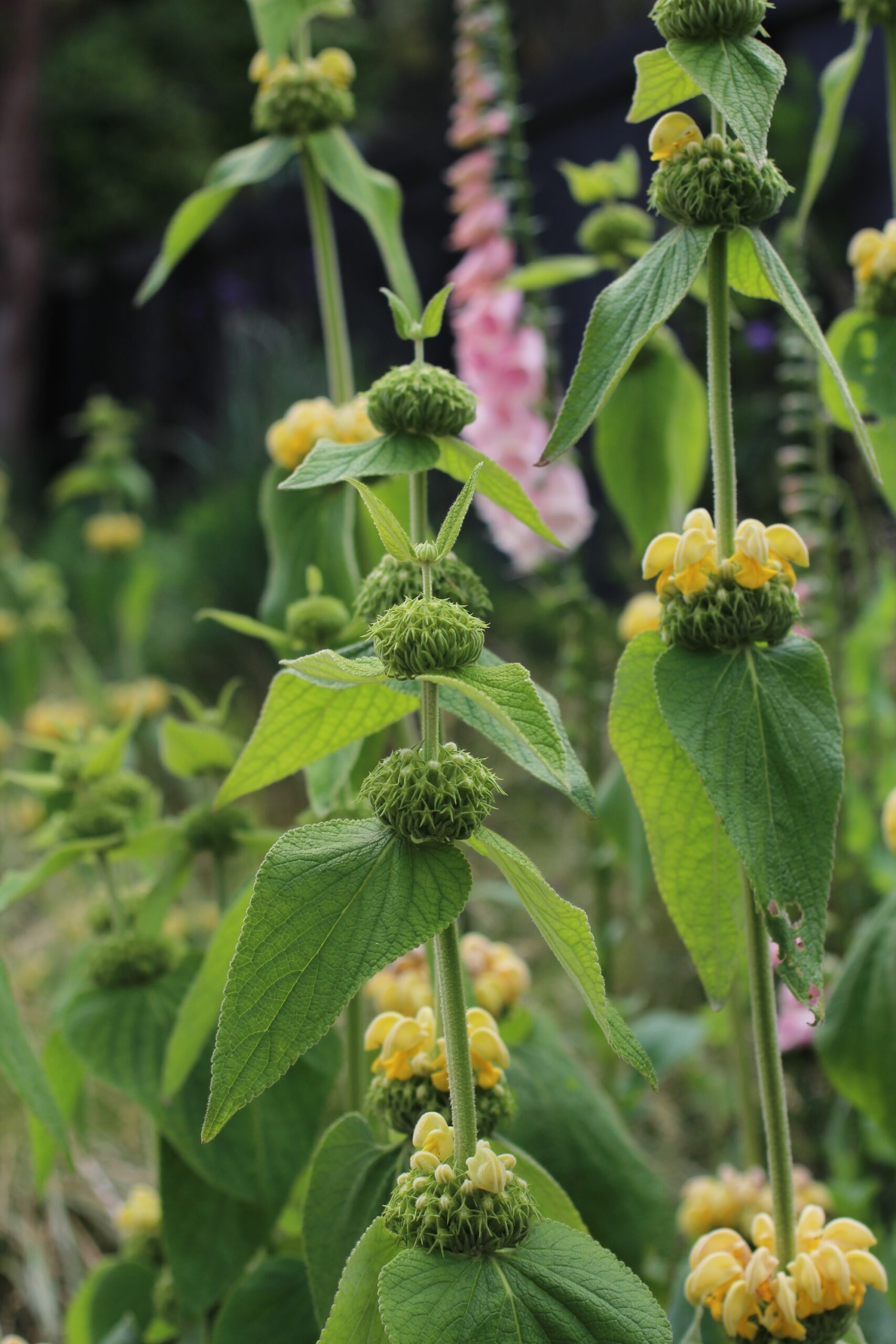 Phlomis russeliana (Turkish Sage) Phlomis russeliana (Turkish Sage)