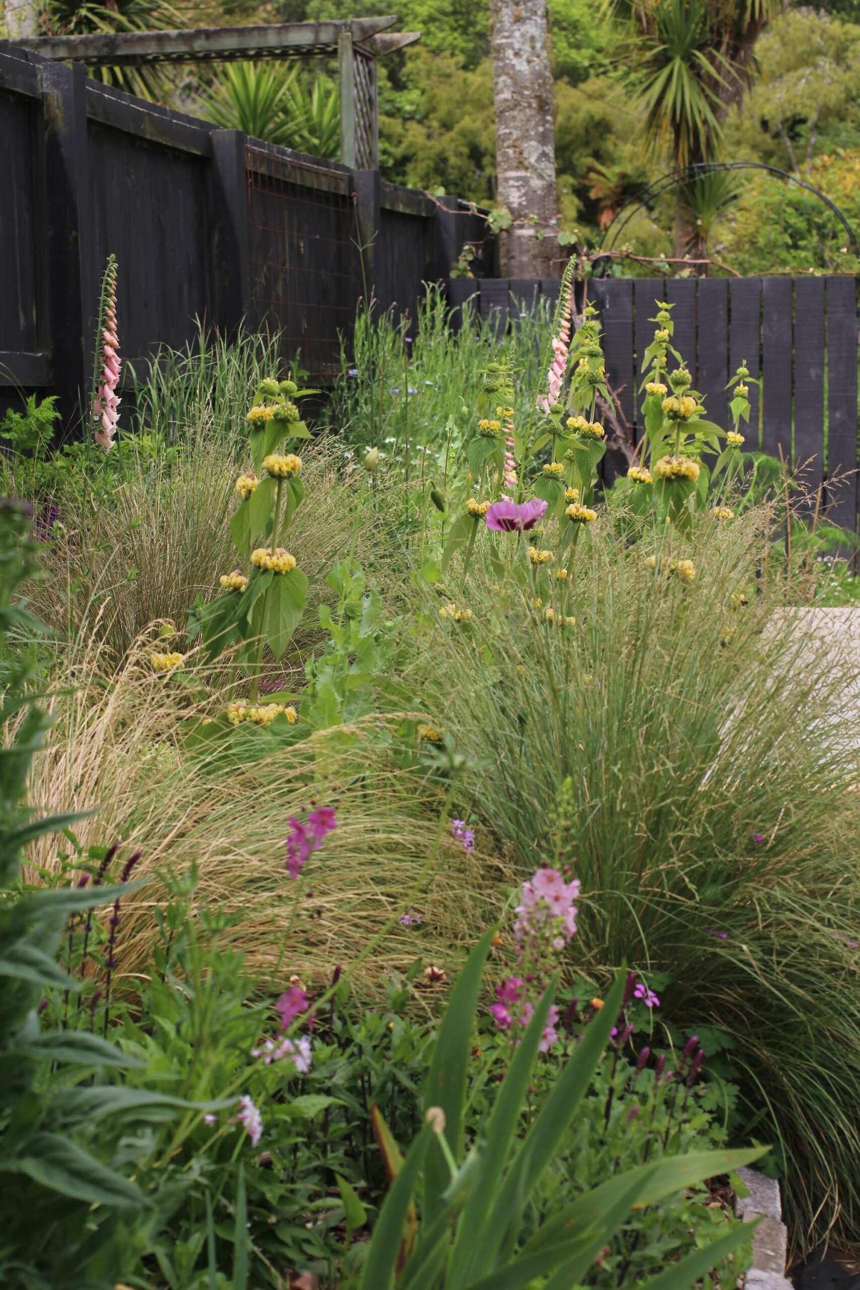 Phlomis russeliana combined with Foxgloves, Breadseed Poppies and Verbascum in Spring Phlomis russeliana combined with Foxgloves, Breadseed Poppies and Verbascum in Spring