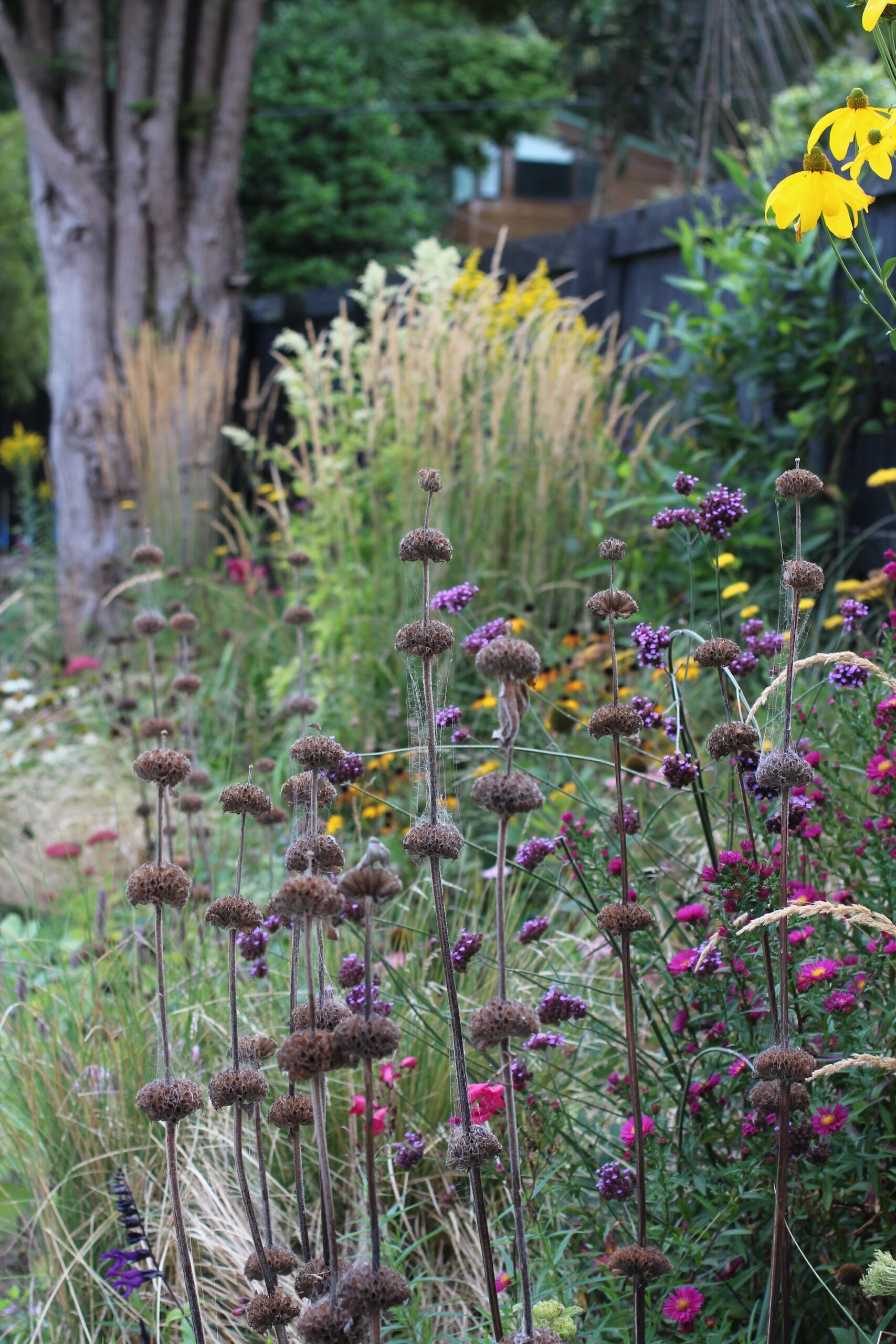 Phlomis russeliana (Turkish sage) seedheads Phlomis russeliana (Turkish sage) seedheads