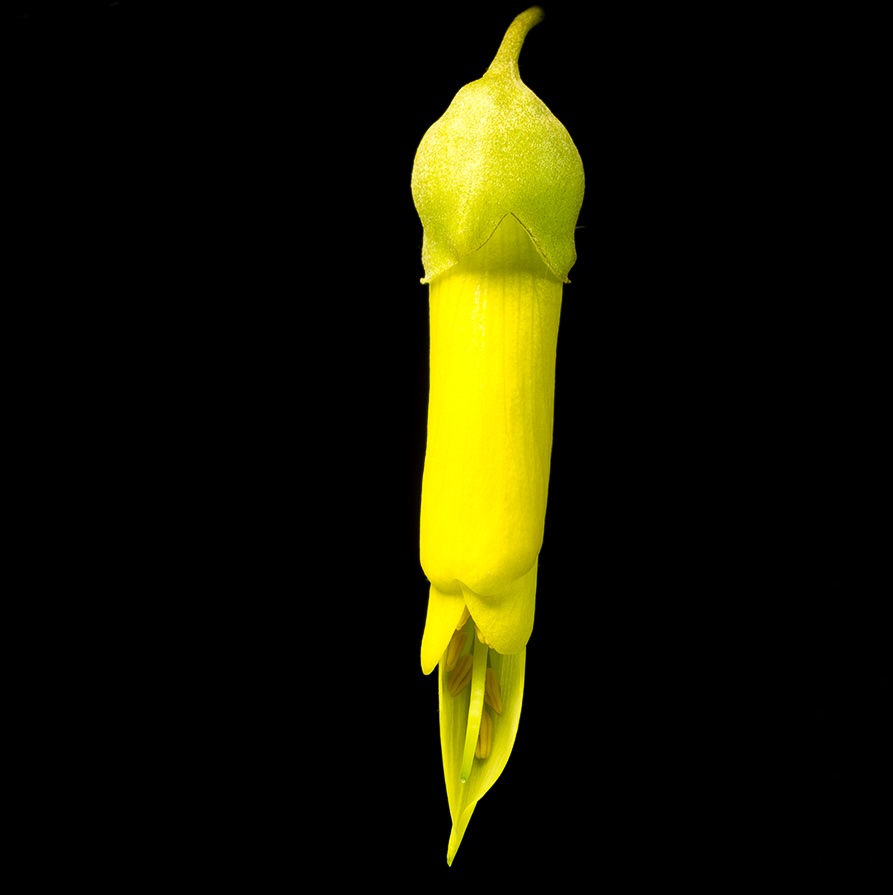 Cook Strait kōwhai flower  against black background showing it's opening stage during ripening