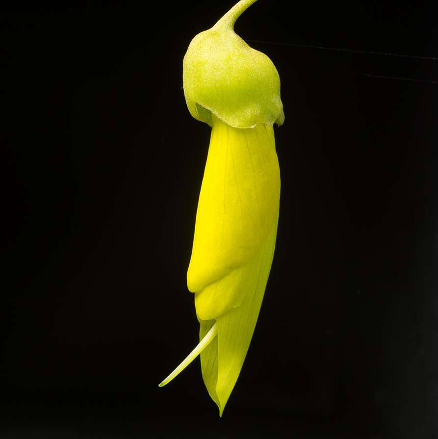 Cook Strait kōwhai flower against black background showing it's stigma during during stage of ripening