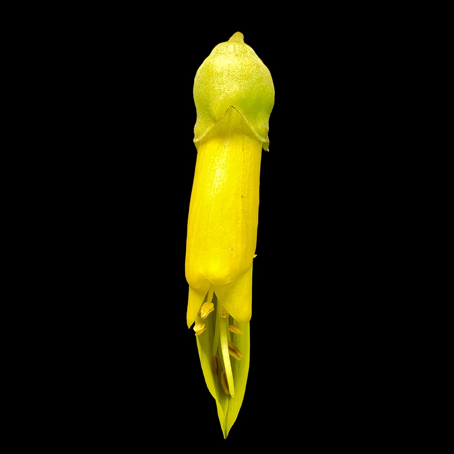 Cook Strait kōwhai flower against black background showing stamen filaments elongated and anthers on flower