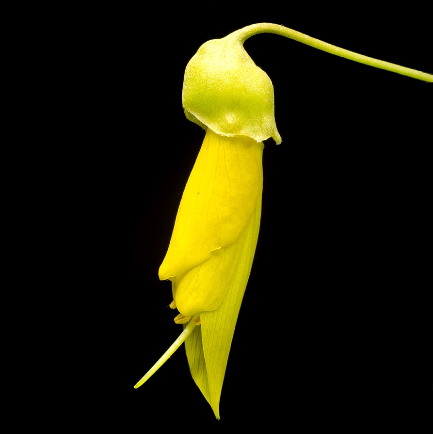 Cook Strait kōwhai flower against black background exposing stigma ad pollen during stage of ripening