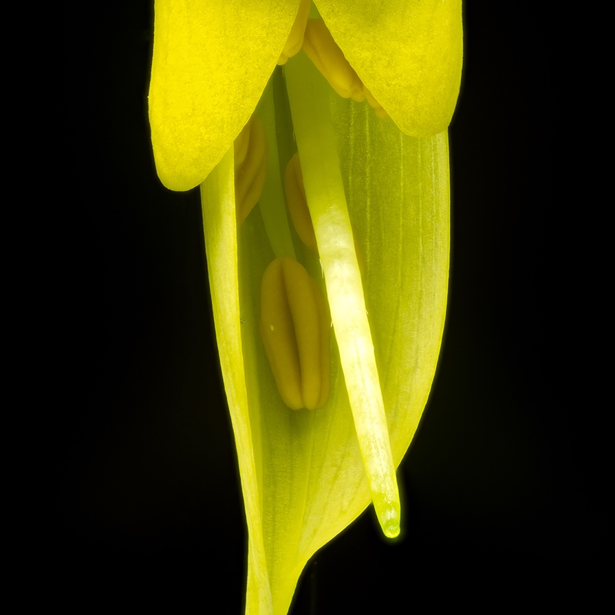 Cook Strait kōwhai flower against black background showing elongating stamen during stage of ripening