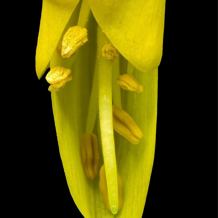 Cook Strait kōwhai flower against black background showing anthers starting to open during stage of ripening