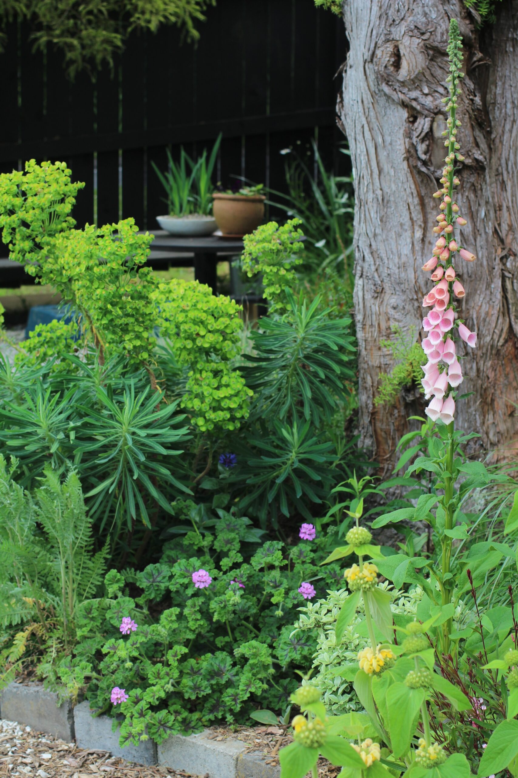 Pelargonium (scented geranium) with Euphorbia planting combination 12
