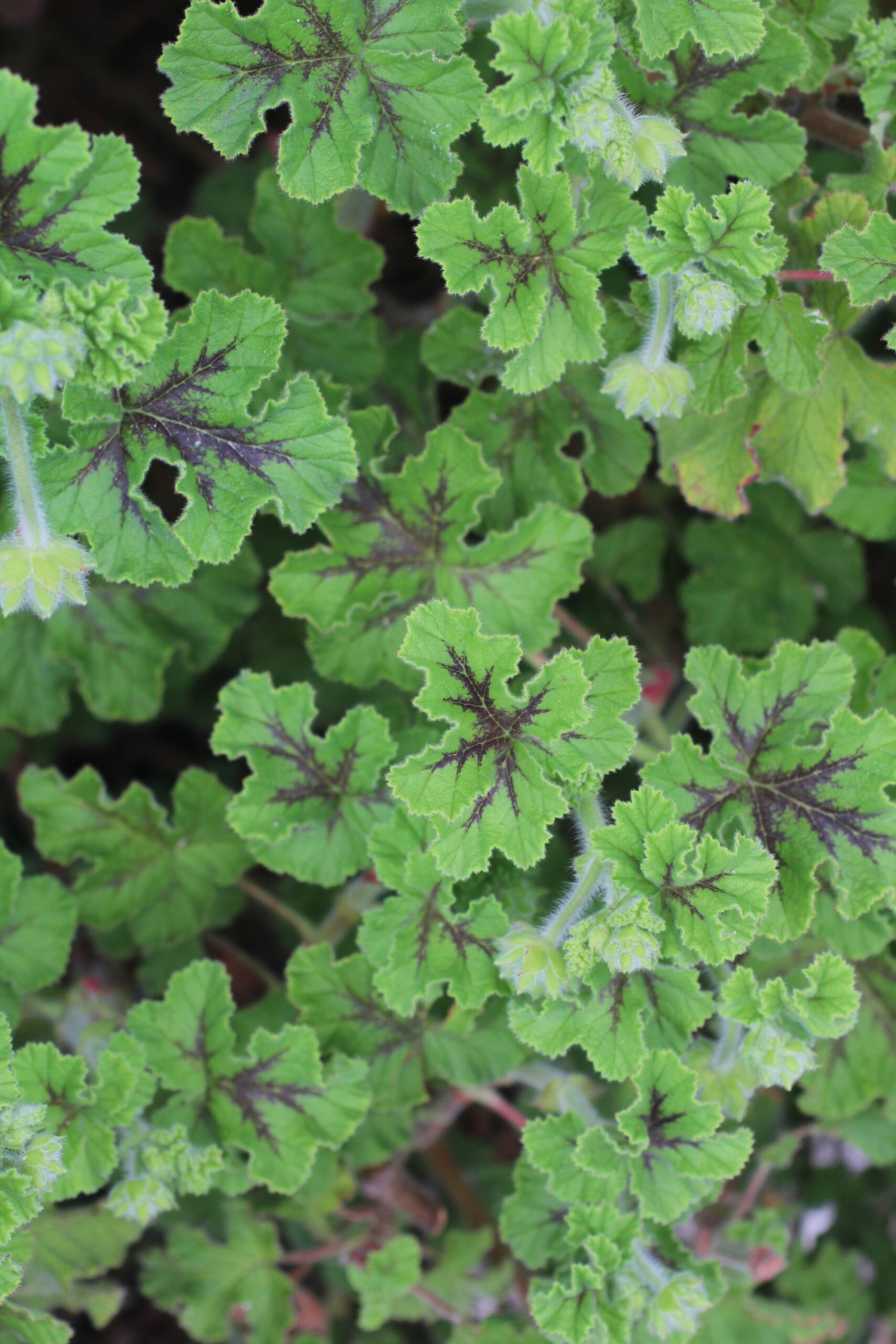 Copy of Scented geranium _Chocolate Mint_ Jjj