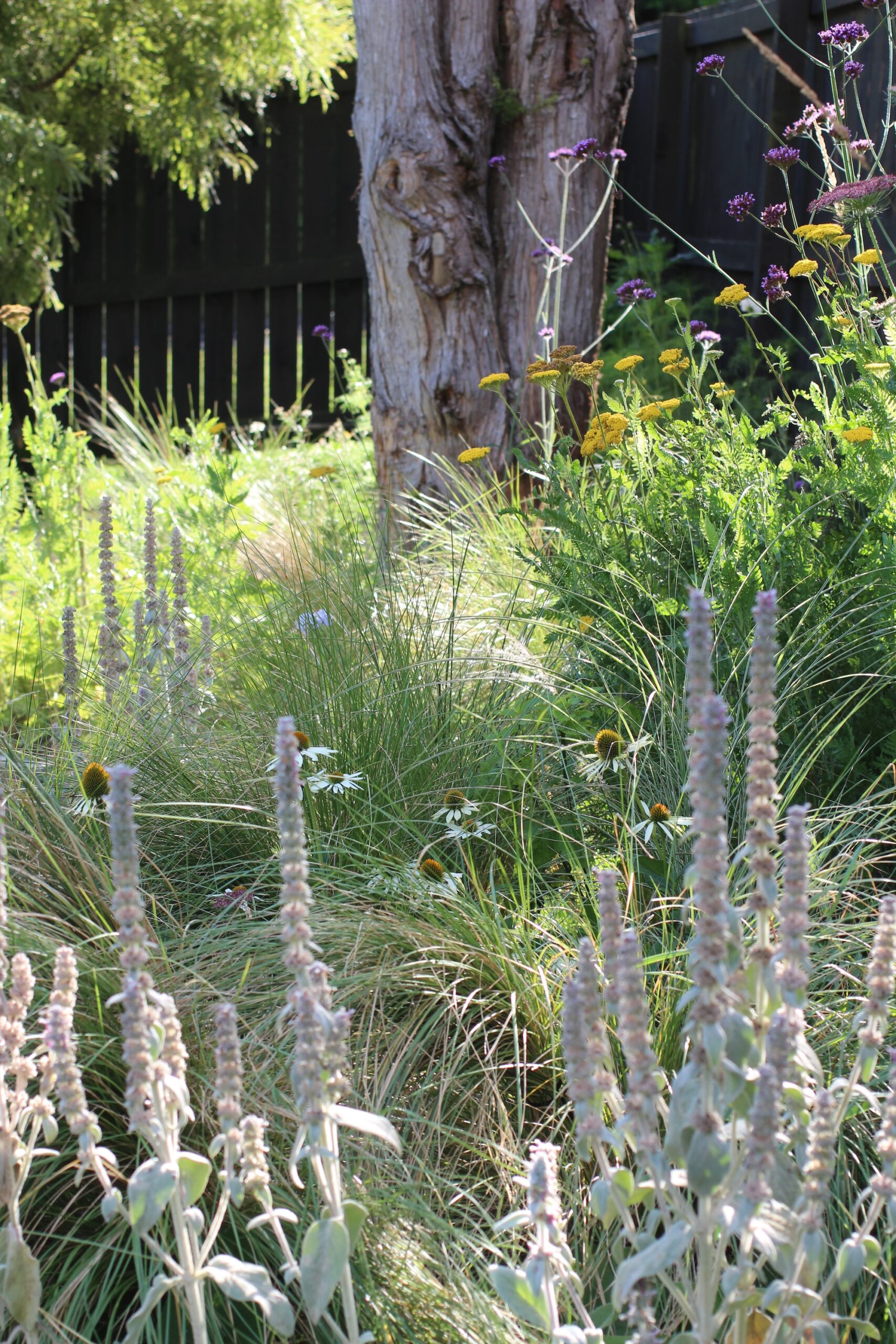 Copy of Stachys byzantina (Lamb’s Ear) at the front of the border