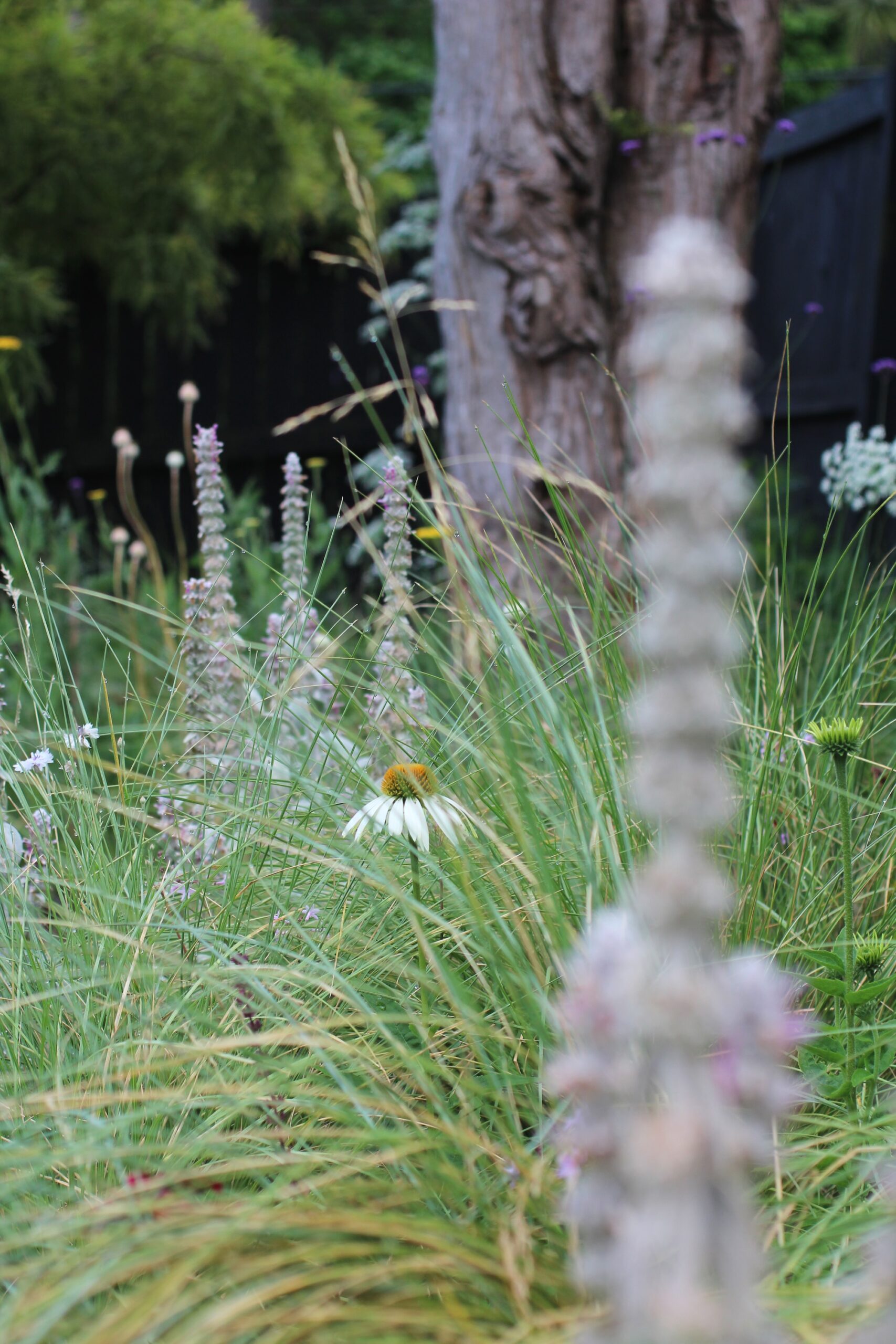 Stachys byzantina (lamb’s ear) paired with Echinacea and Poa Cita native grass 11