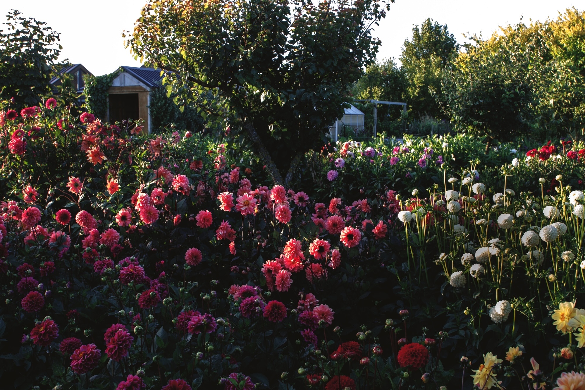 Garden filled with vibrant pink and white dahlias in full bloom