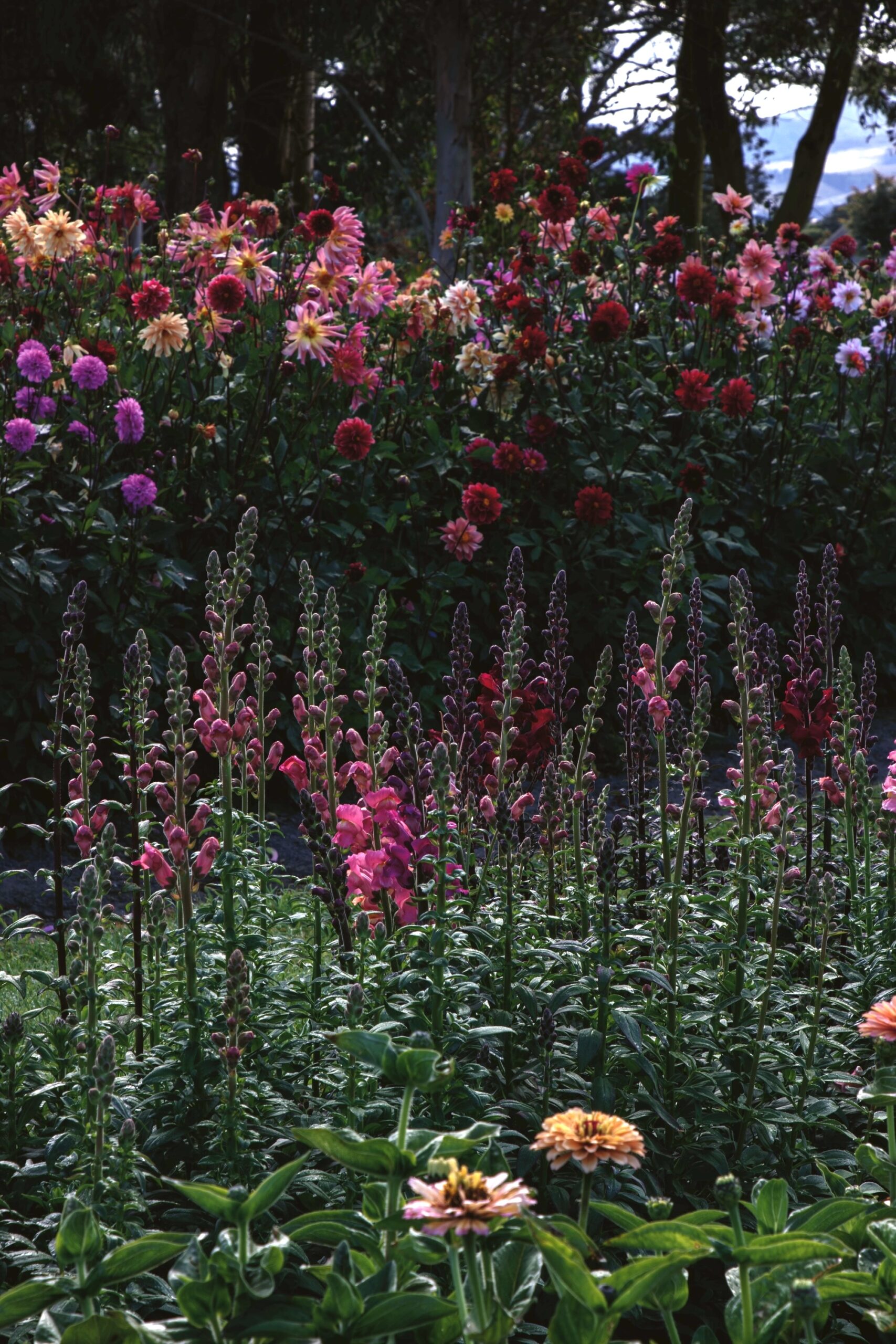 Colourful flower garden with tall blooming foxgloves