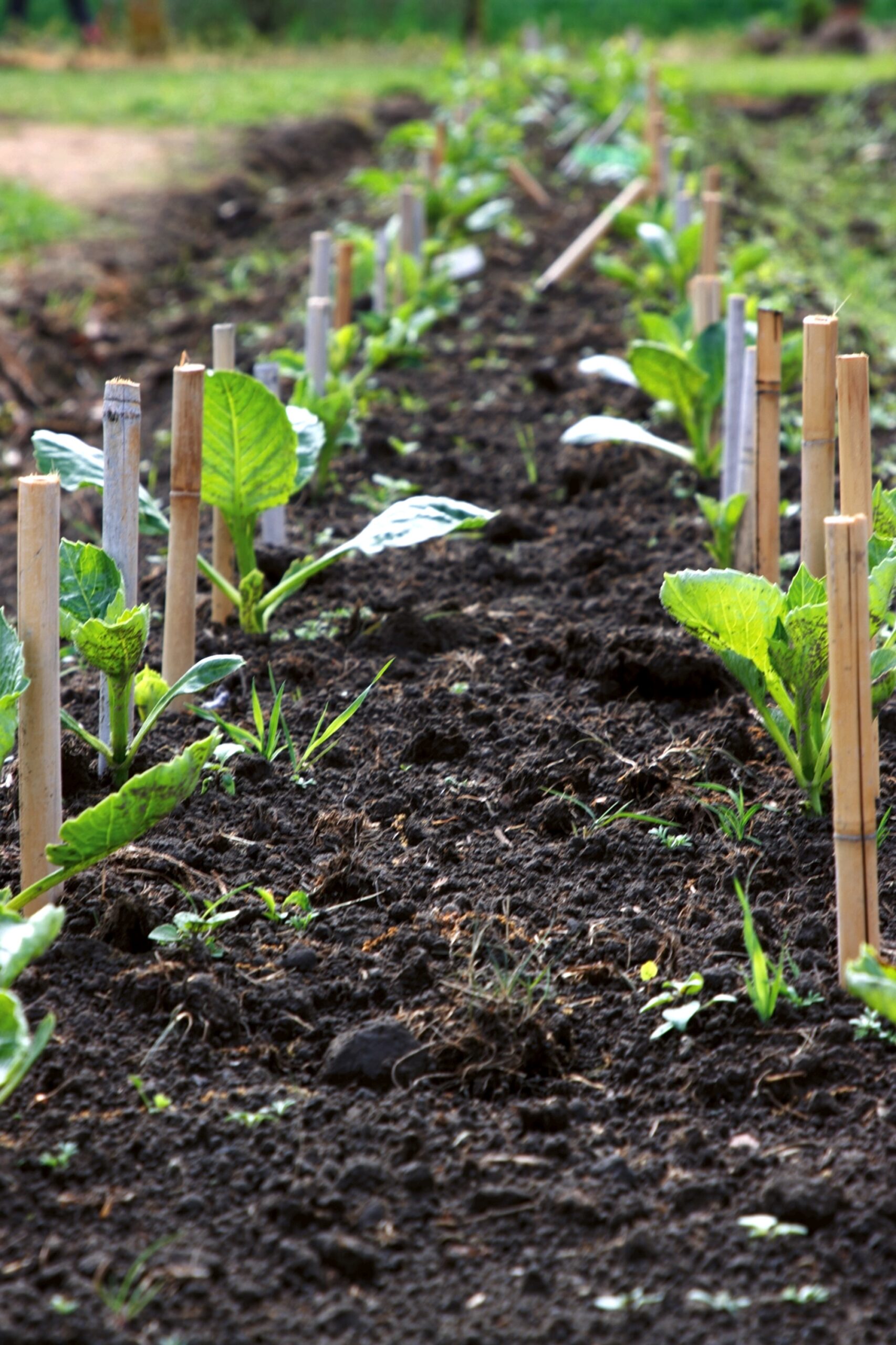 Freshly sprouted dahlia seedlings growing in tidy garden rows with wooden stakes