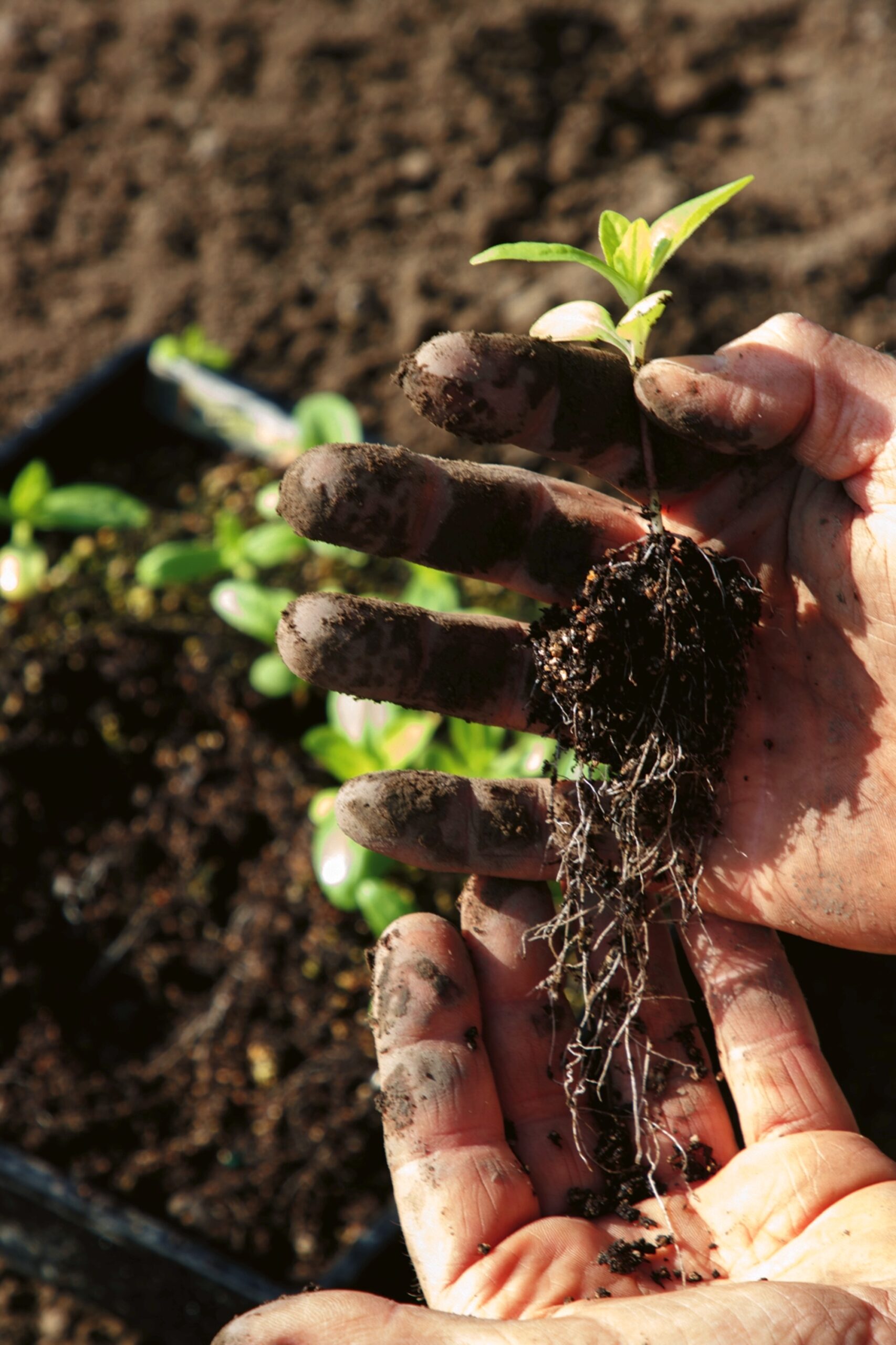 Close-up of hands holding young plant roots covered in rich garden soil
