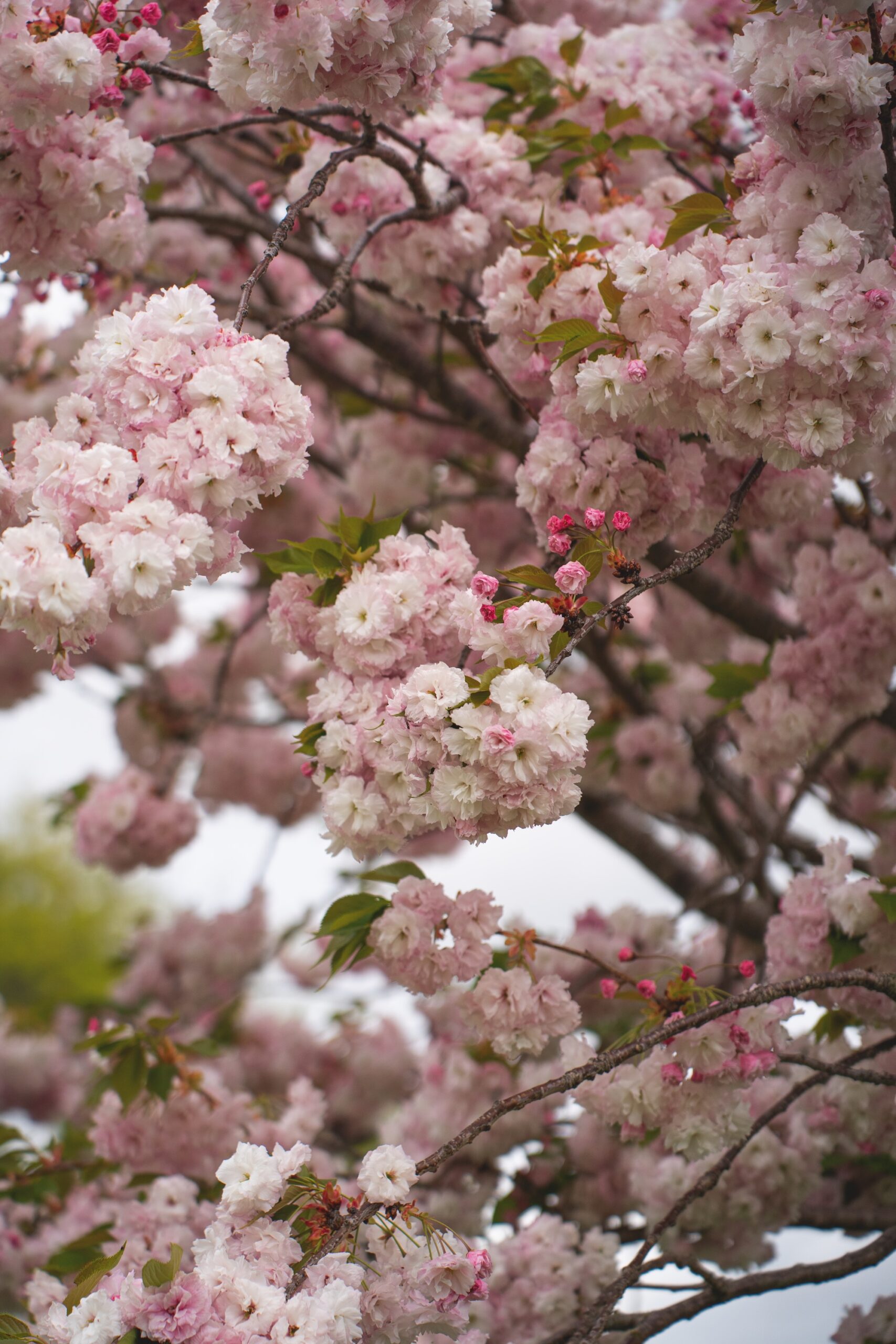 Close-up of pink cherry blossom flowers on tree branch