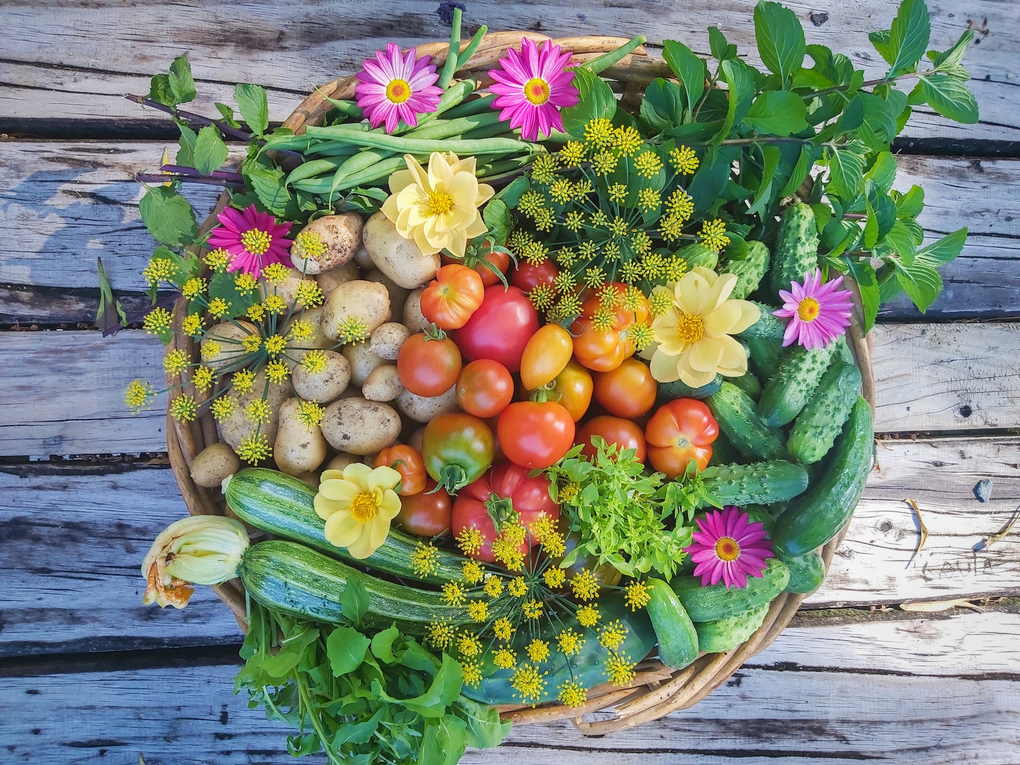 A basket filled with freshly picked homegrown vegetables including tomatoes, zucchini, potatoes, fennel and dahlia and daisy flowers from a backyard garden