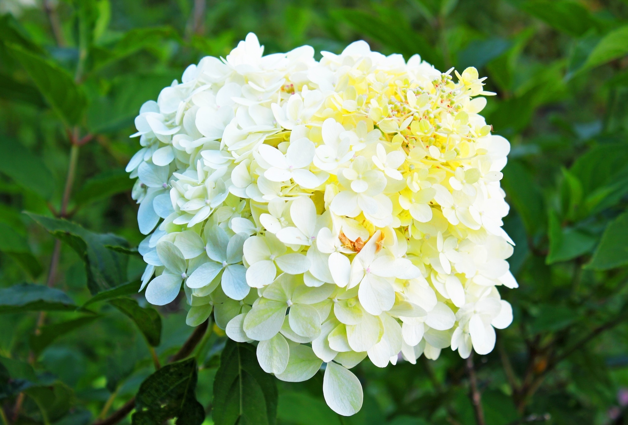 Hydrangea ‘Limelight’