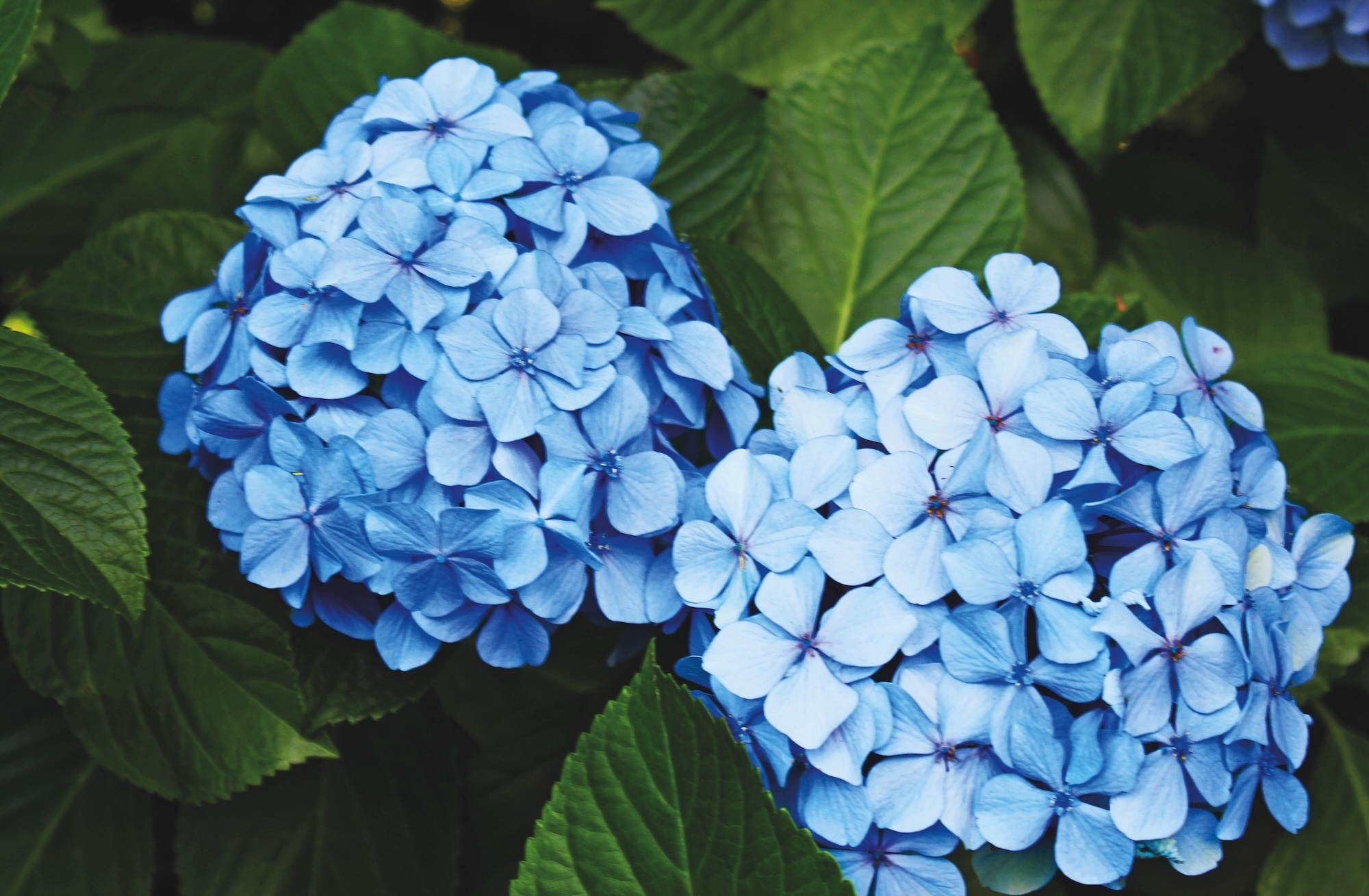 Bright blue hydrangea blooms in garden