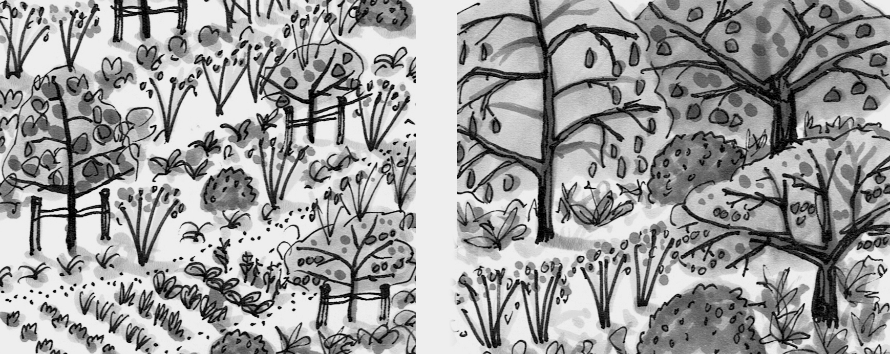 Black and white illustration of orchard trees