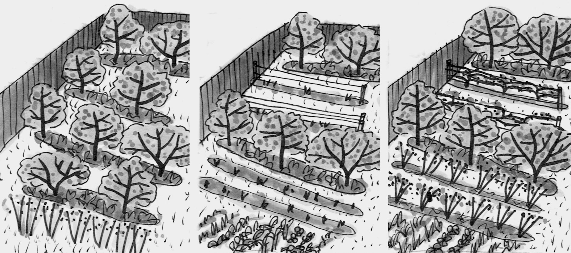 Black and white illustration of pear trees in orchard