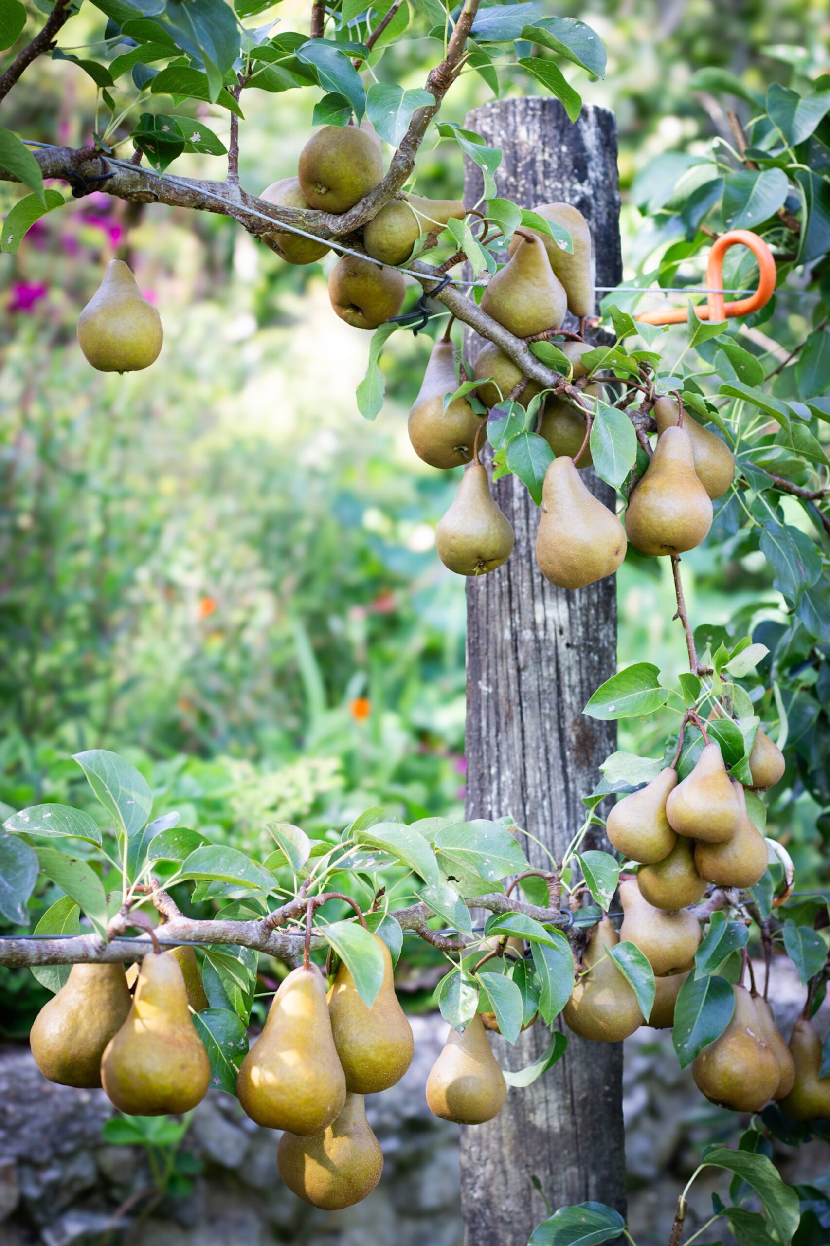 Close-up of espaliered pears hanging from a tree branch in a home fruit garden