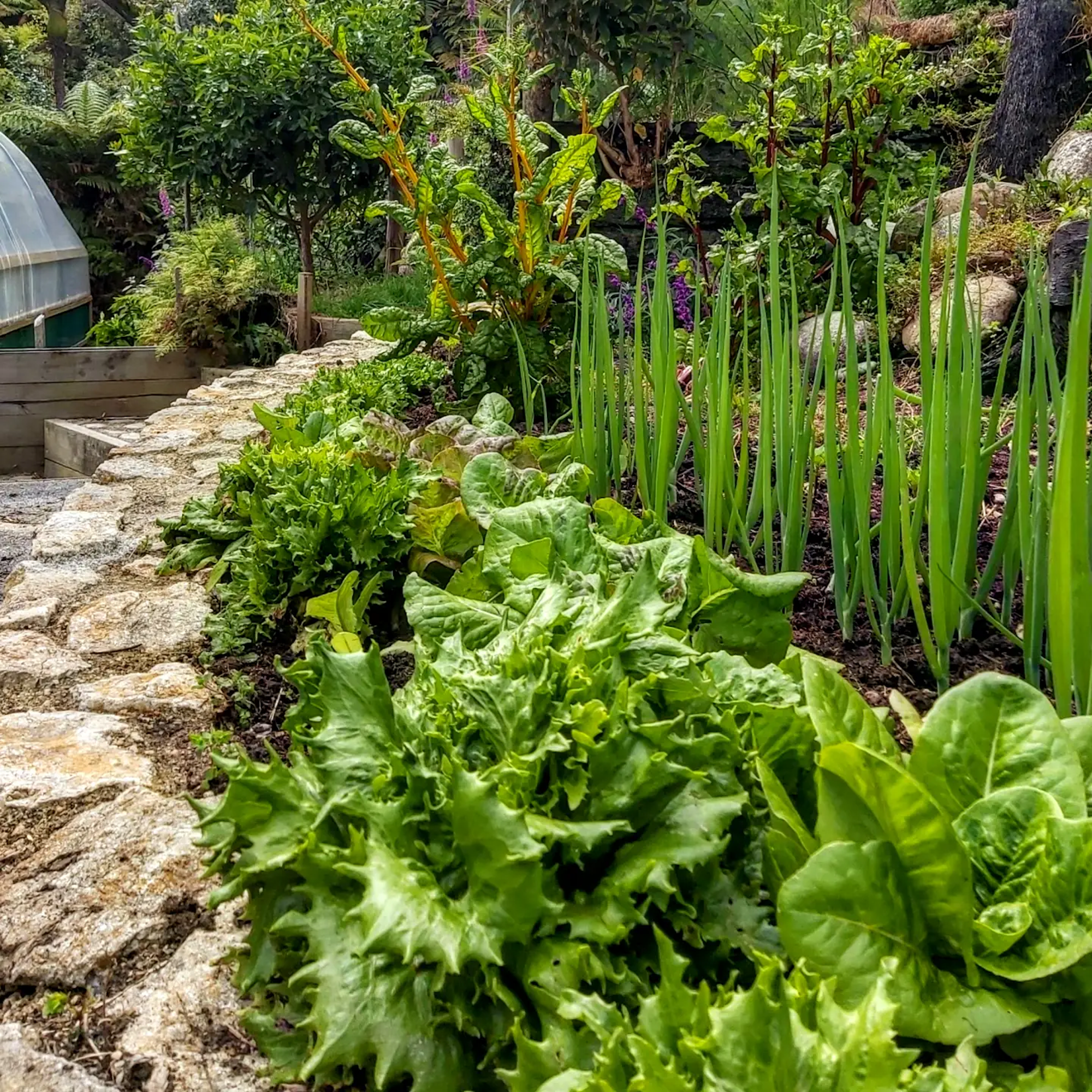 Close-up of leafy green lettuce and spring onions thriving in a raised vegetable garden