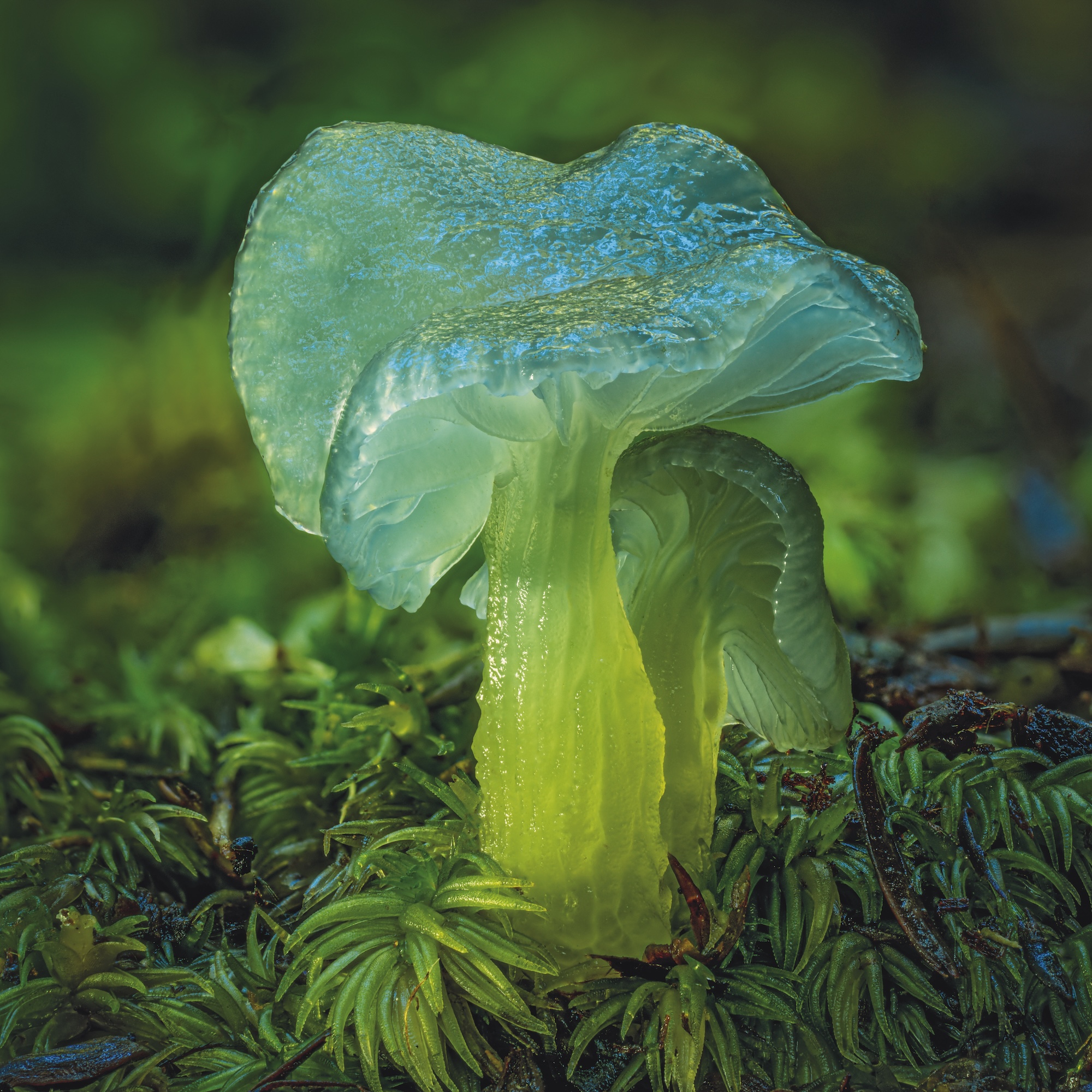 Gliophorus lilacipes