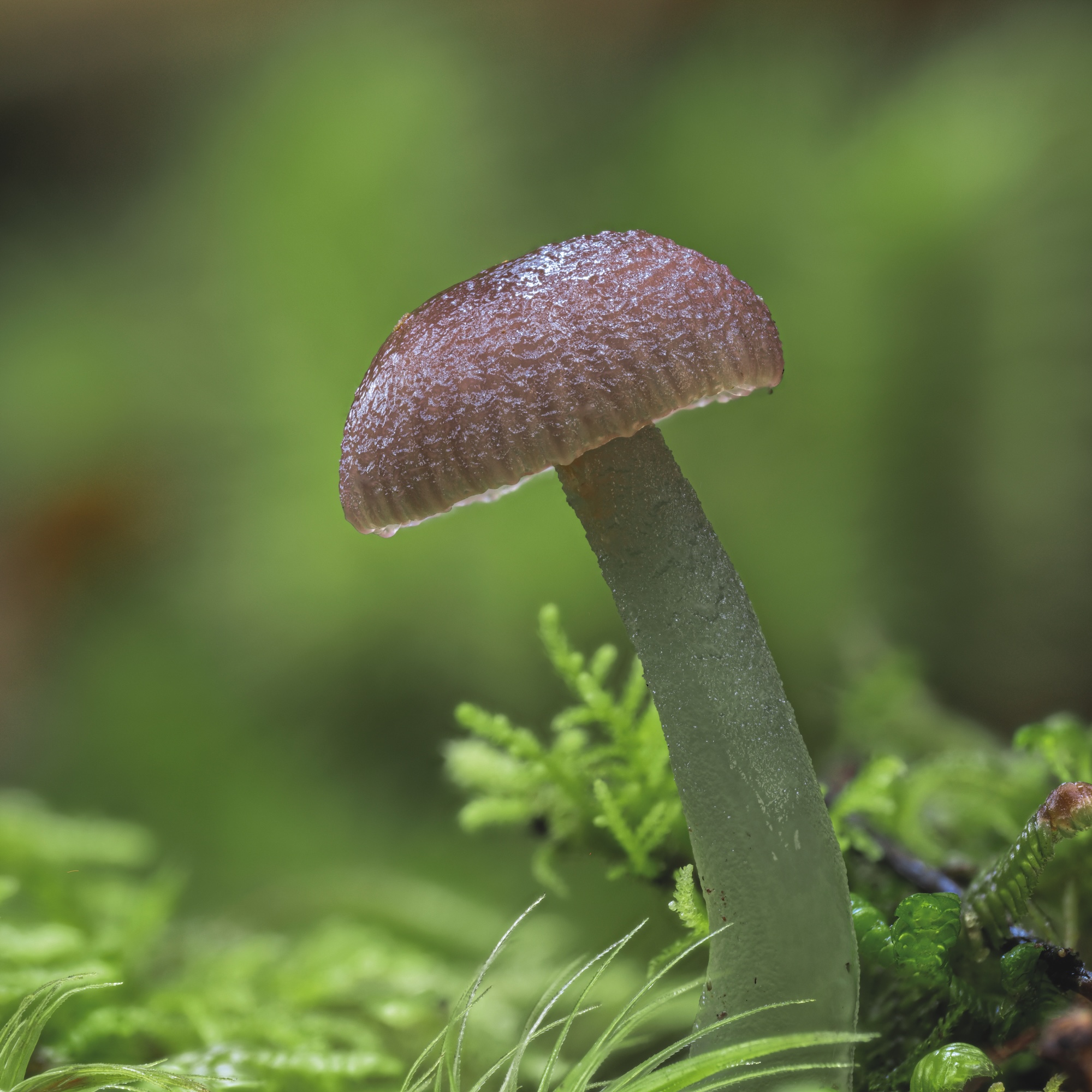 Gliophorus lilacipes Gliophorus lilacipes