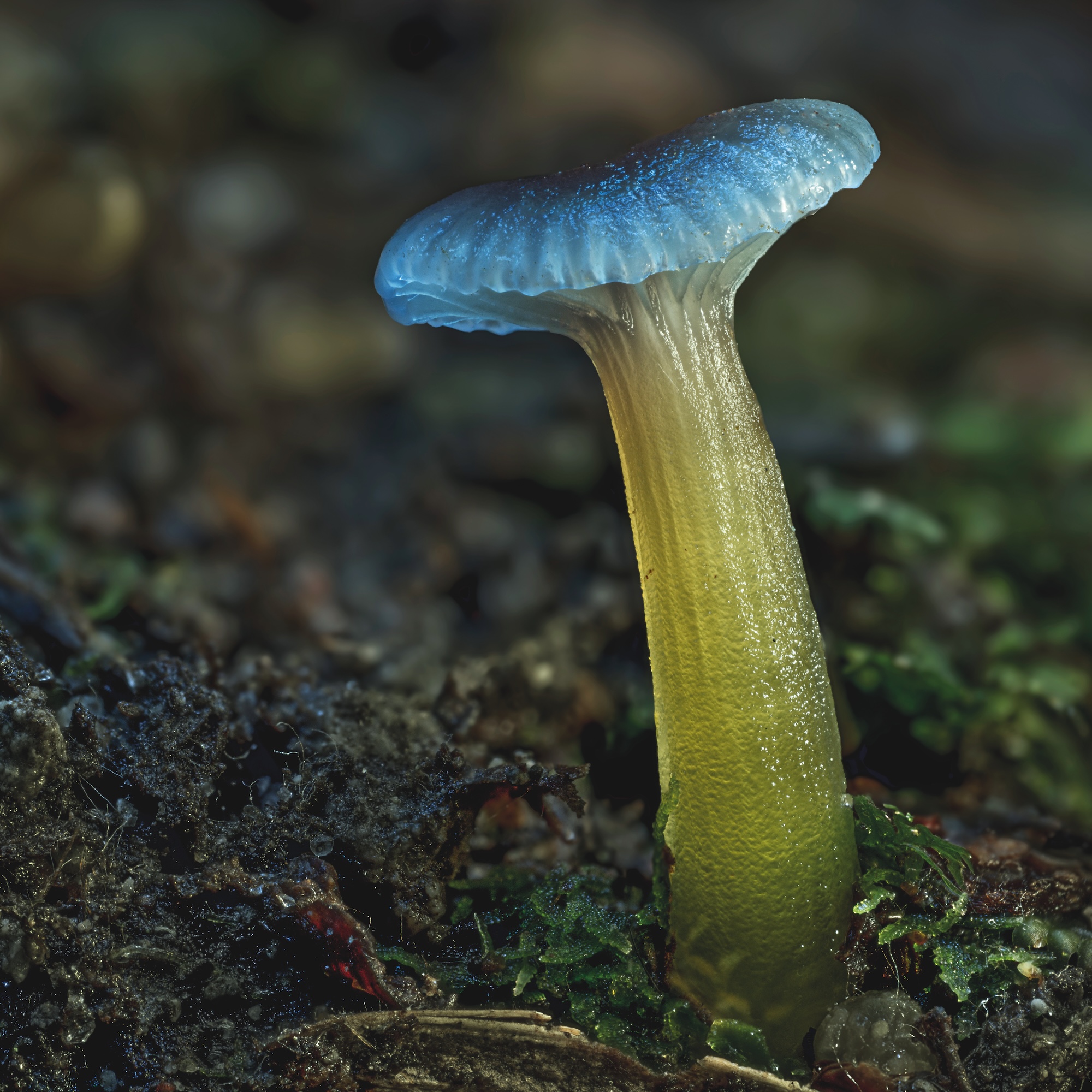 Gliophorus lilacipes Gliophorus lilacipes