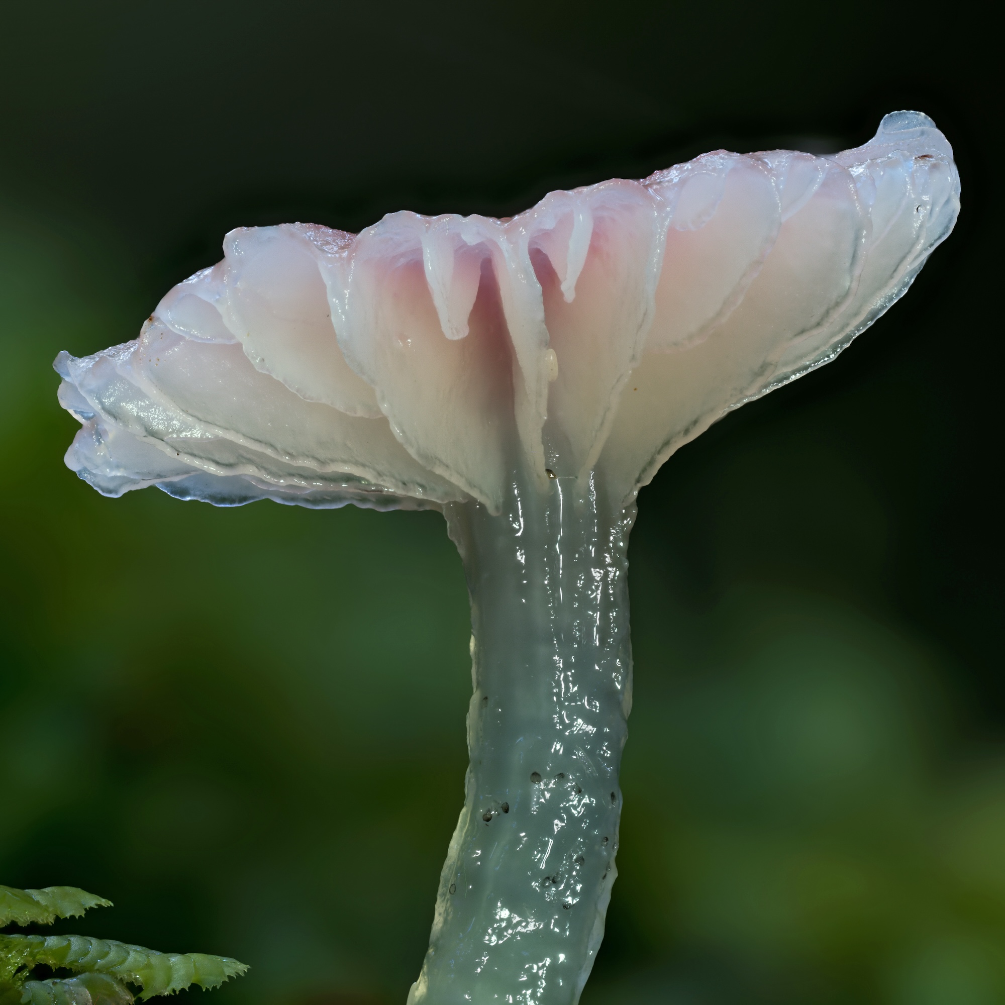 Gliophorus lilacipes Gliophorus lilacipes
