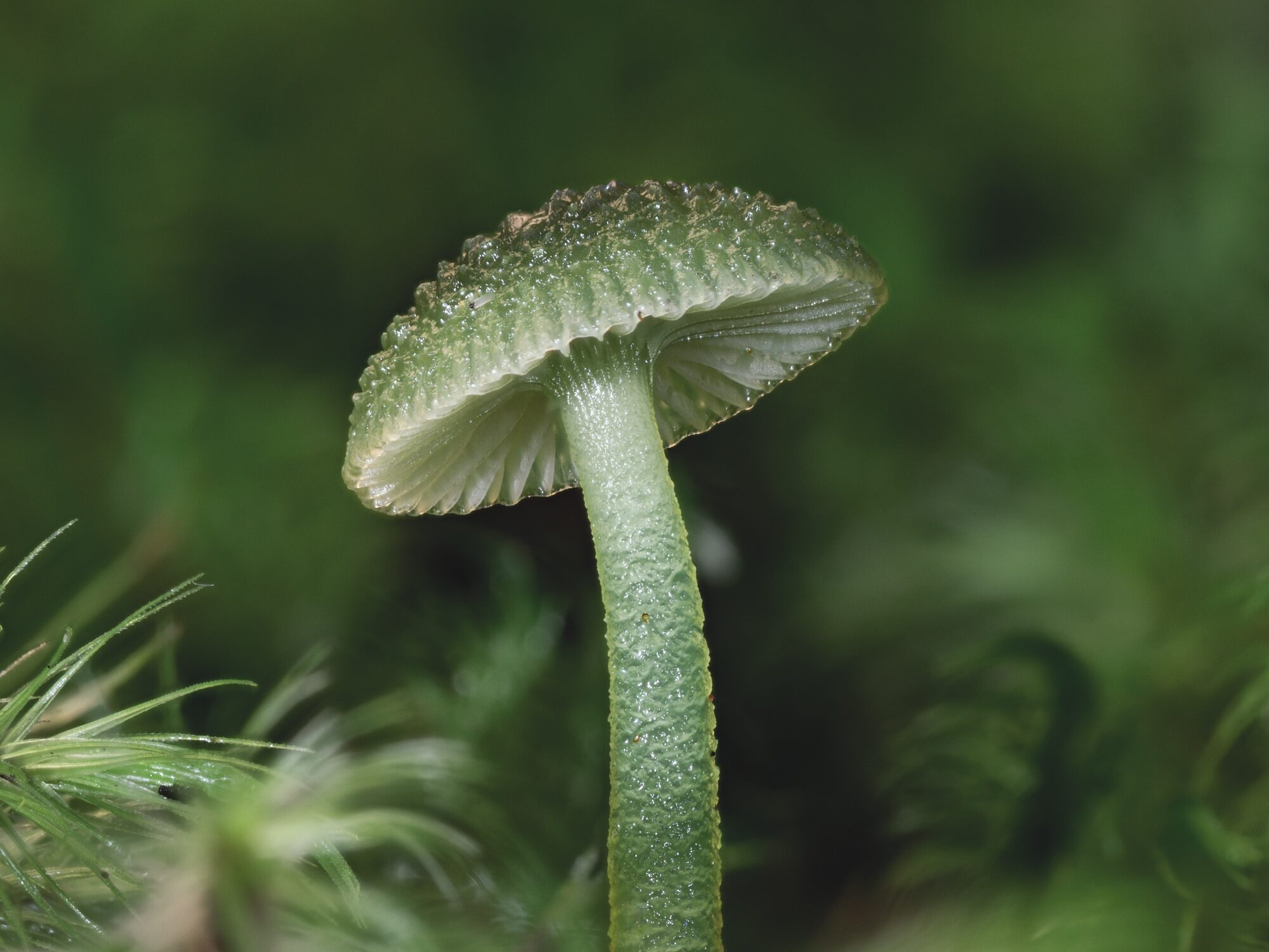 Close-up of a forest mushroom with muted green cap surrounded by natural woodland foliage