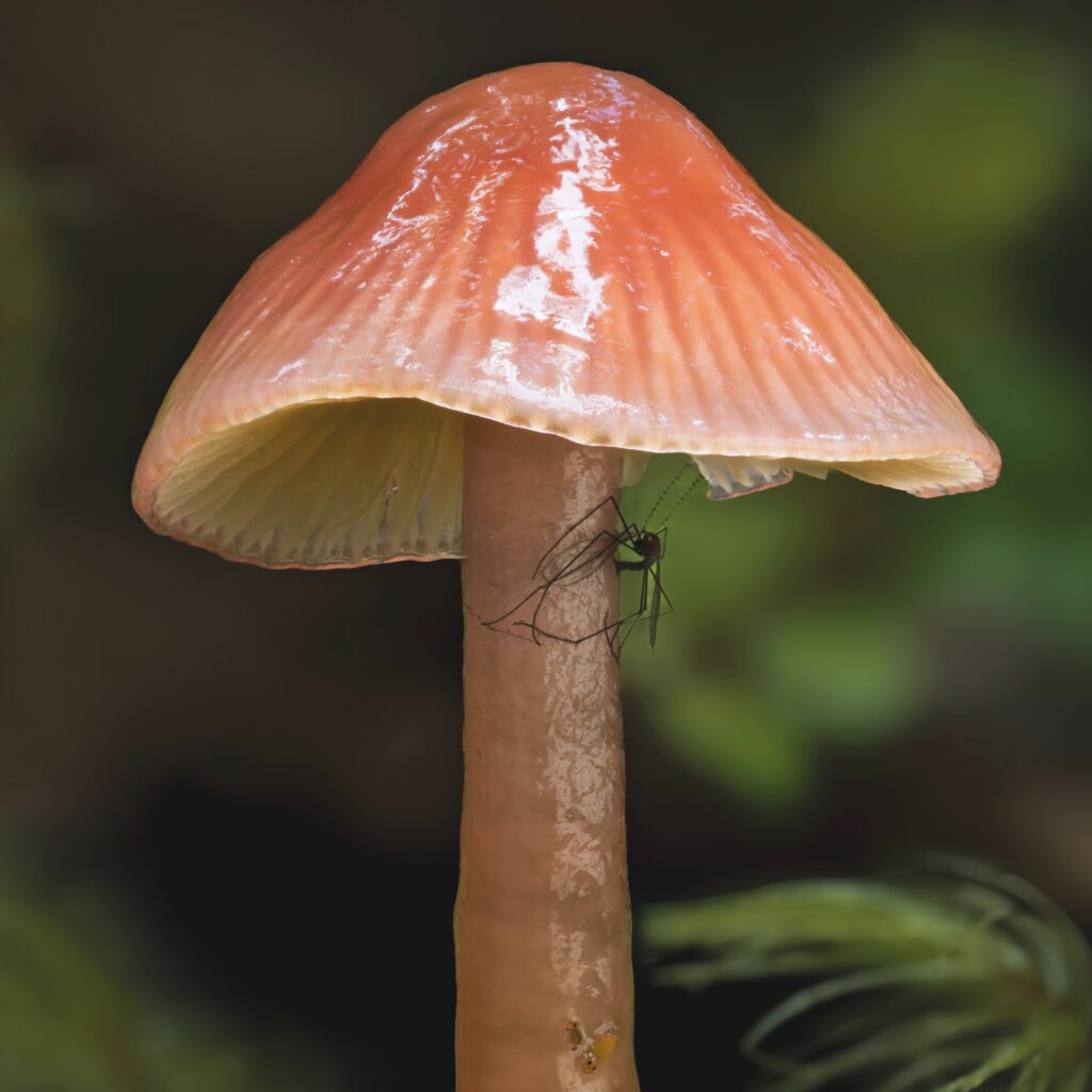 Gliophorus versicolor with Fungi Gnat