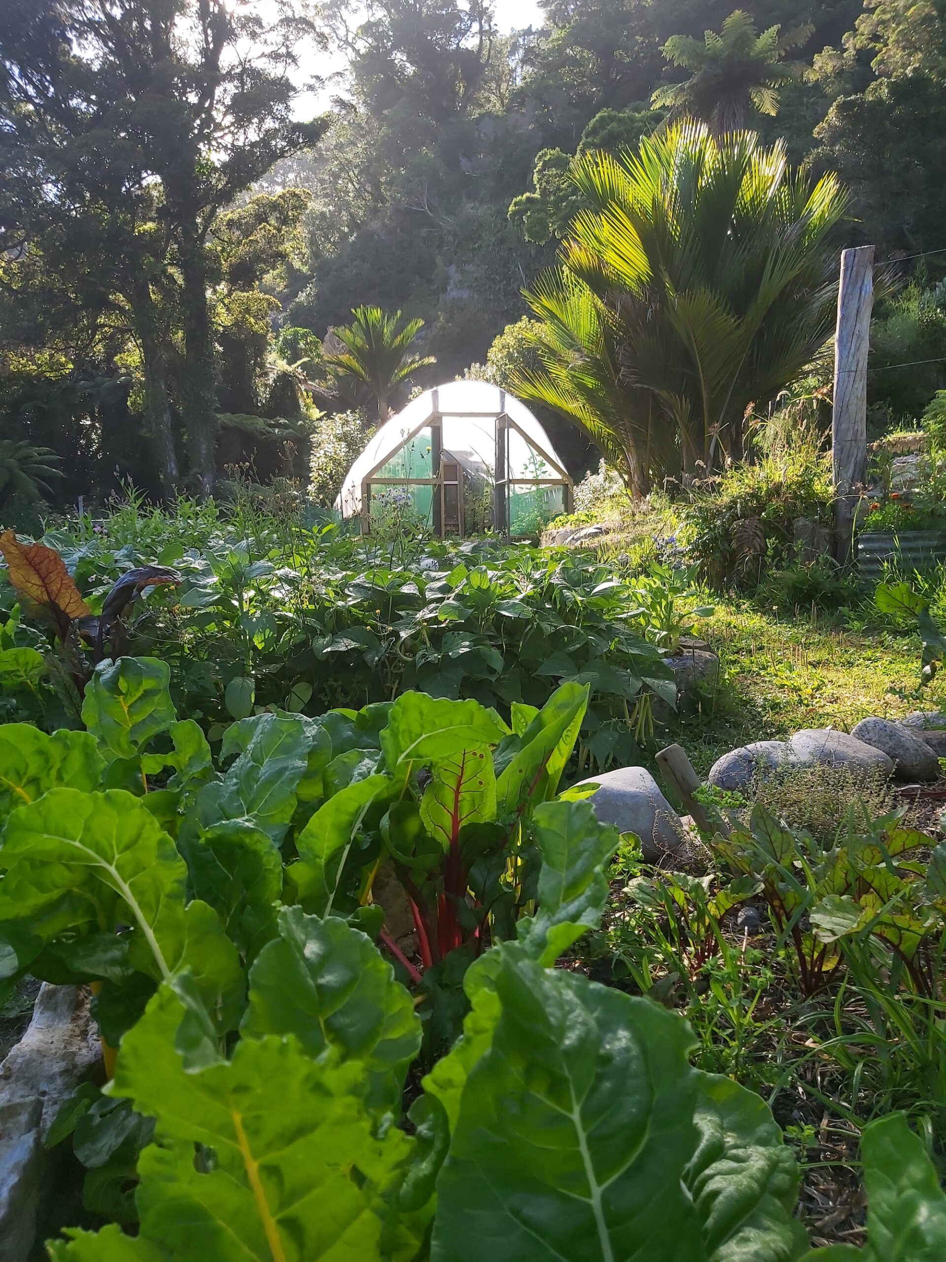 Tunnel house and silver beet in bush