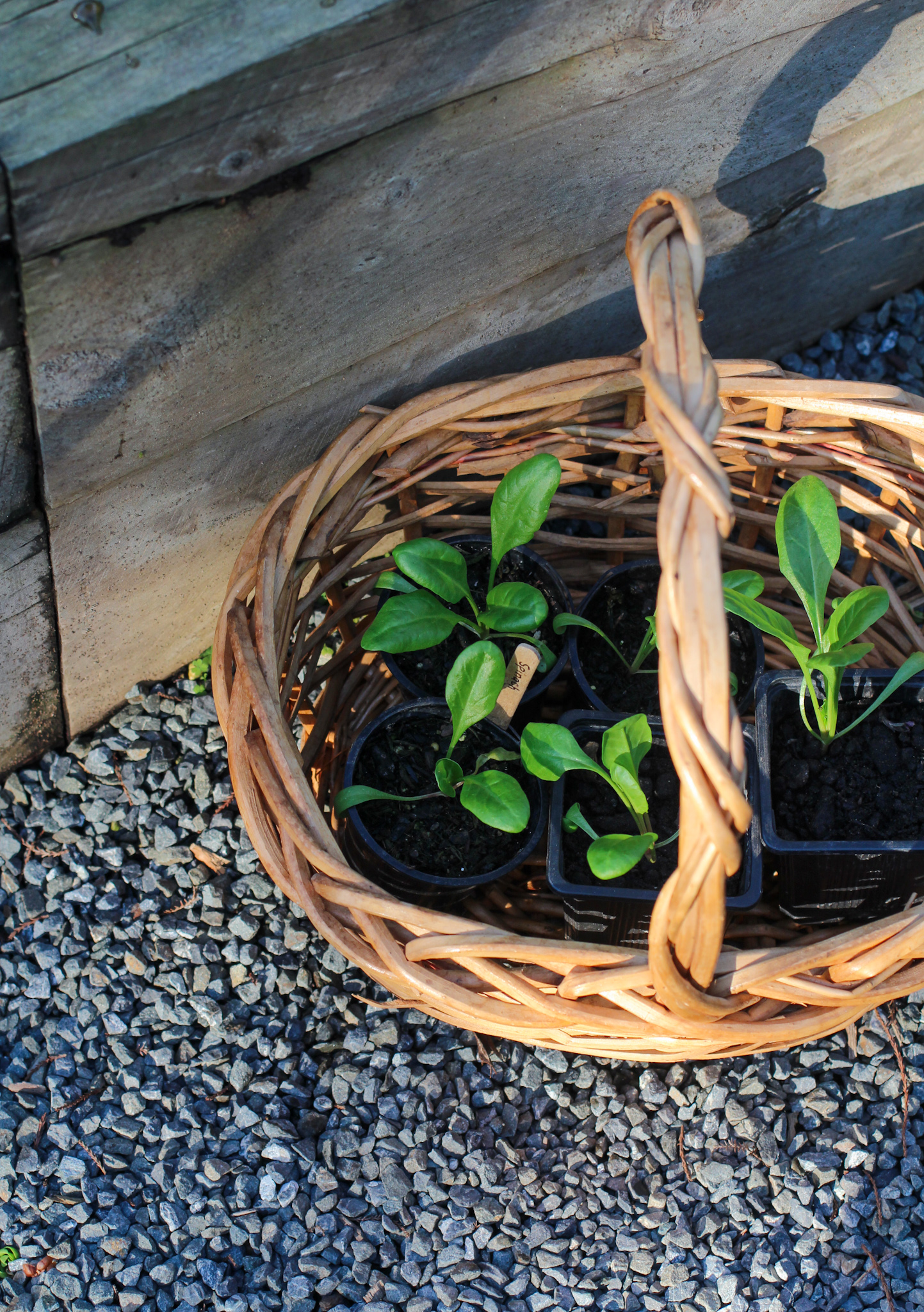 Spinach seedlings ready for transplant x