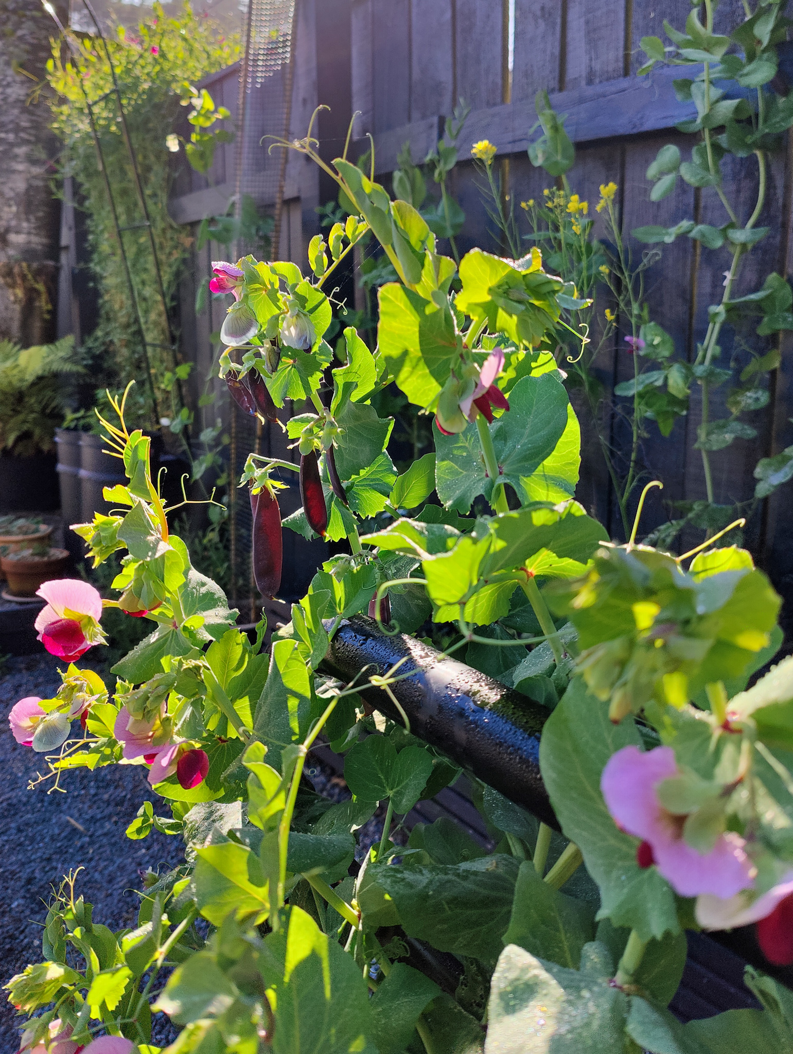 Bedhead climbing structure x