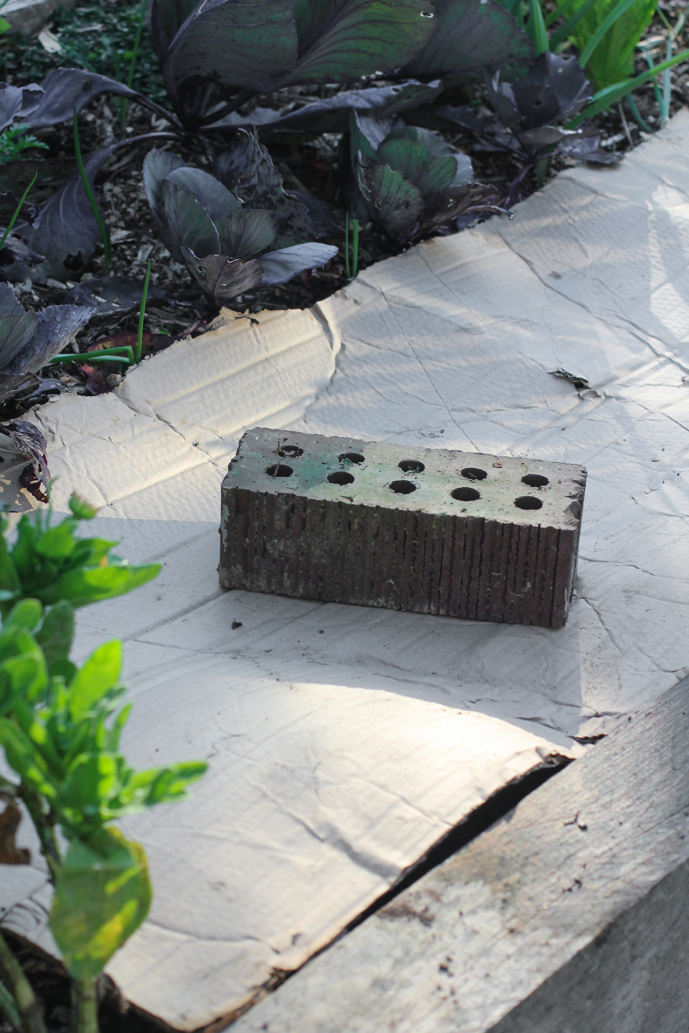 Cover carrot seeds with cardboard to prevent seed drying out x